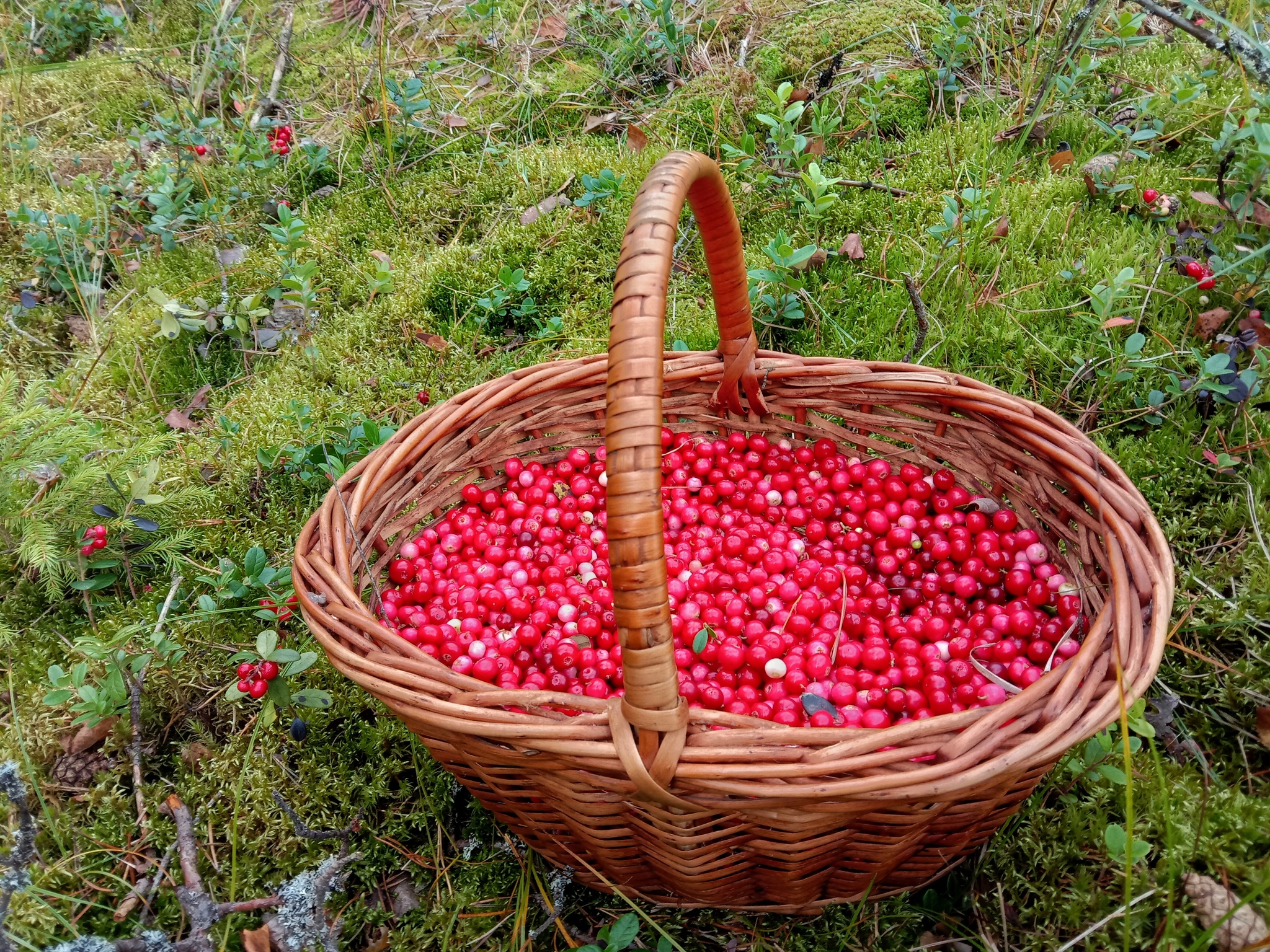 Выращивание брусники в саду: секреты успешного урожая