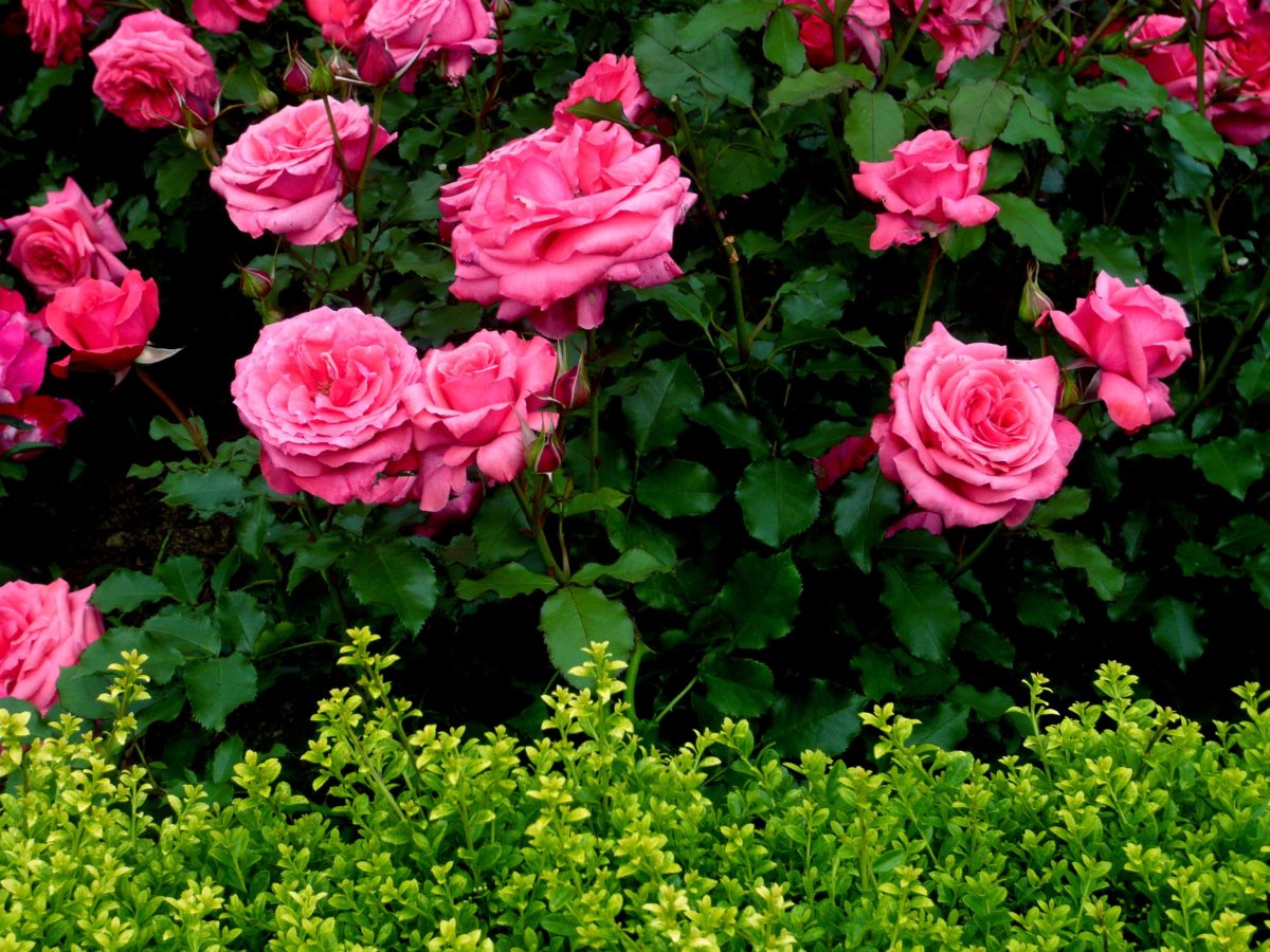 Декоративные цветущие кустарники для сада: красота прямо у вас под окном