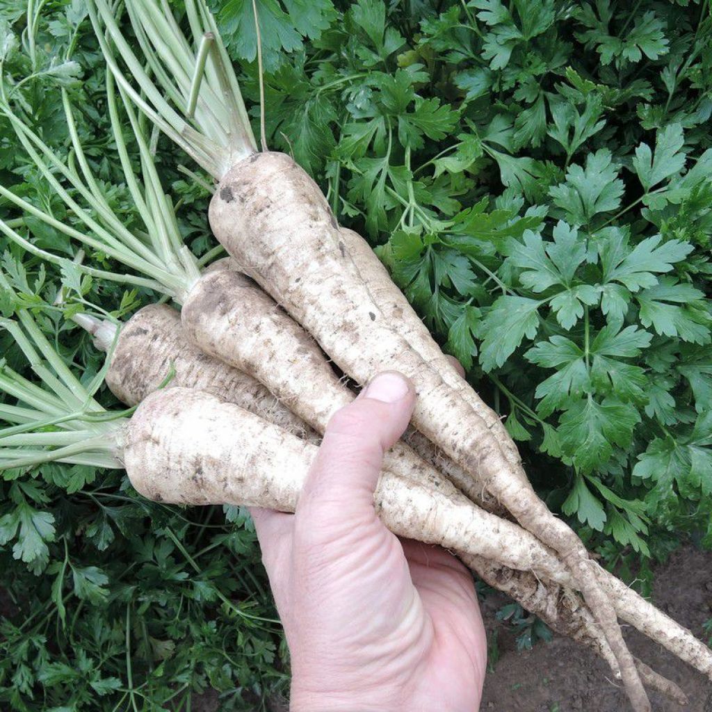 Выращивание корневой петрушки