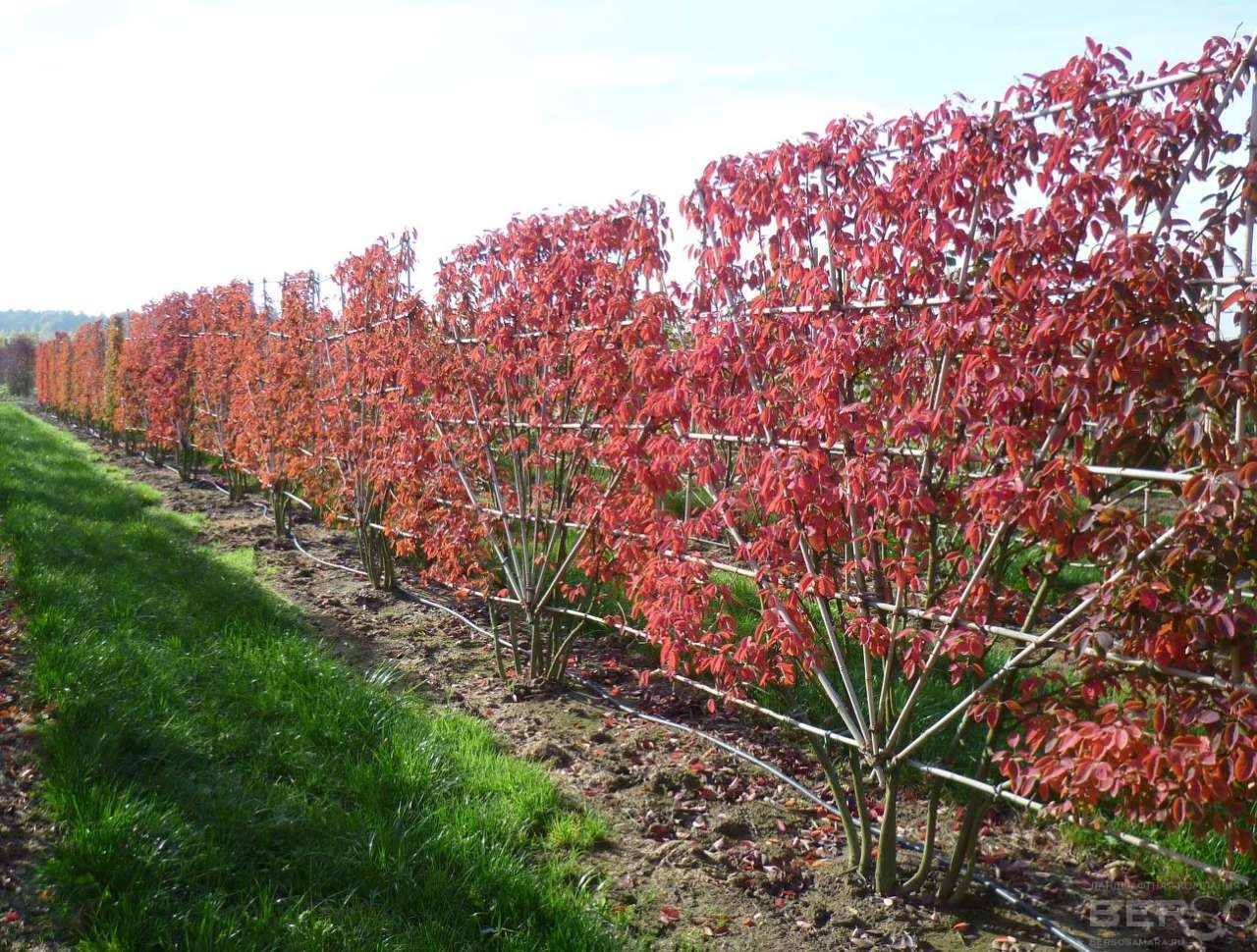 Ирга канадская: ароматный и полезный садовый кустарник