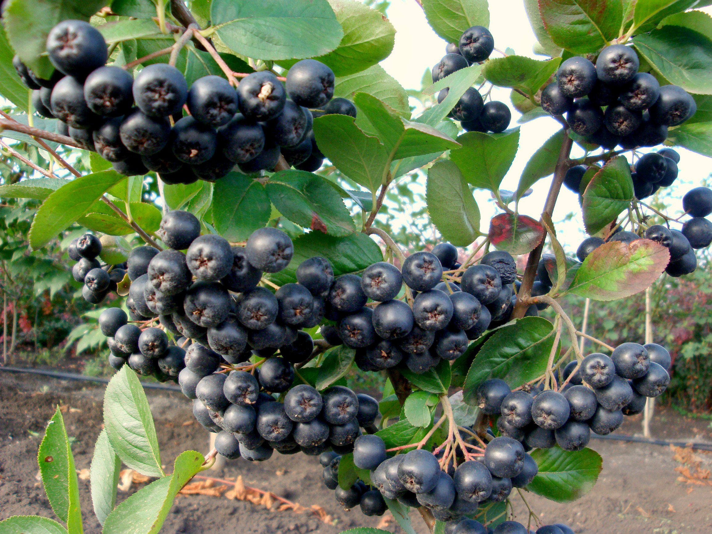 Когда и как посадить черноплодную рябину