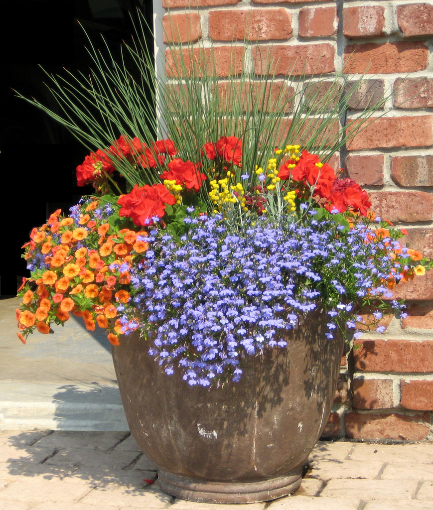 Лучшие цветы для вазонов