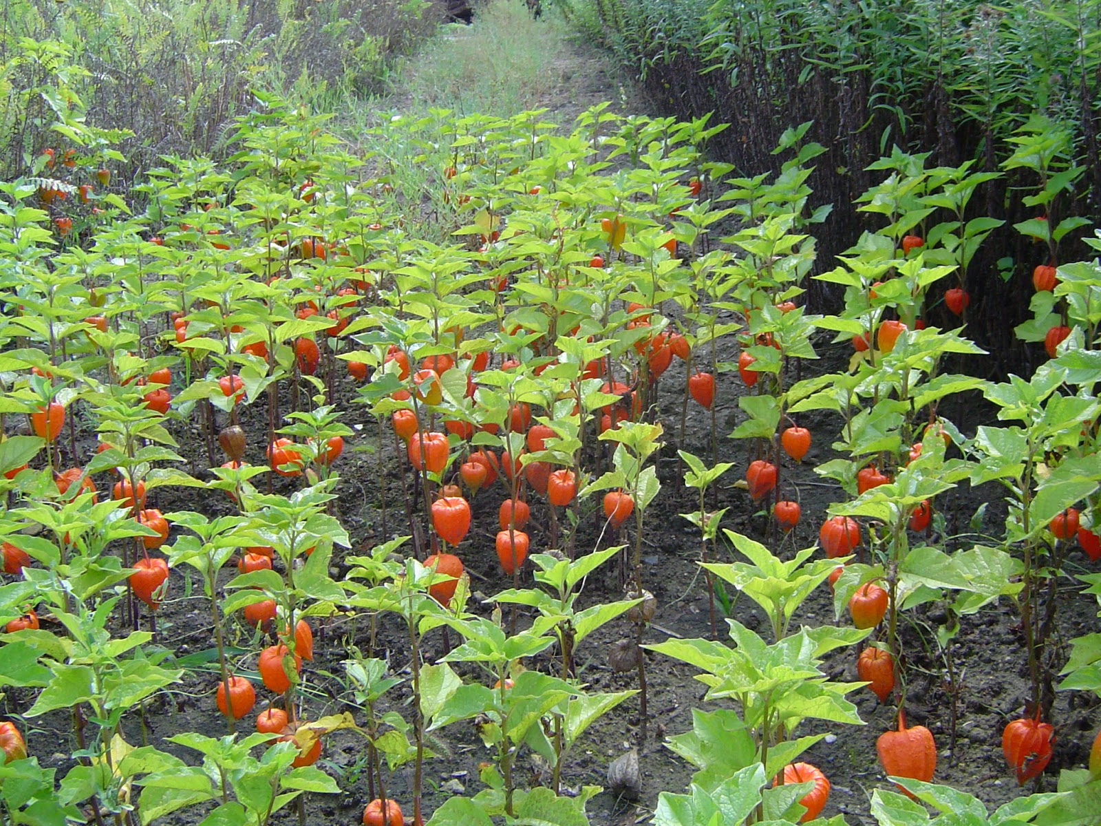 Выращивание декоративного физалиса