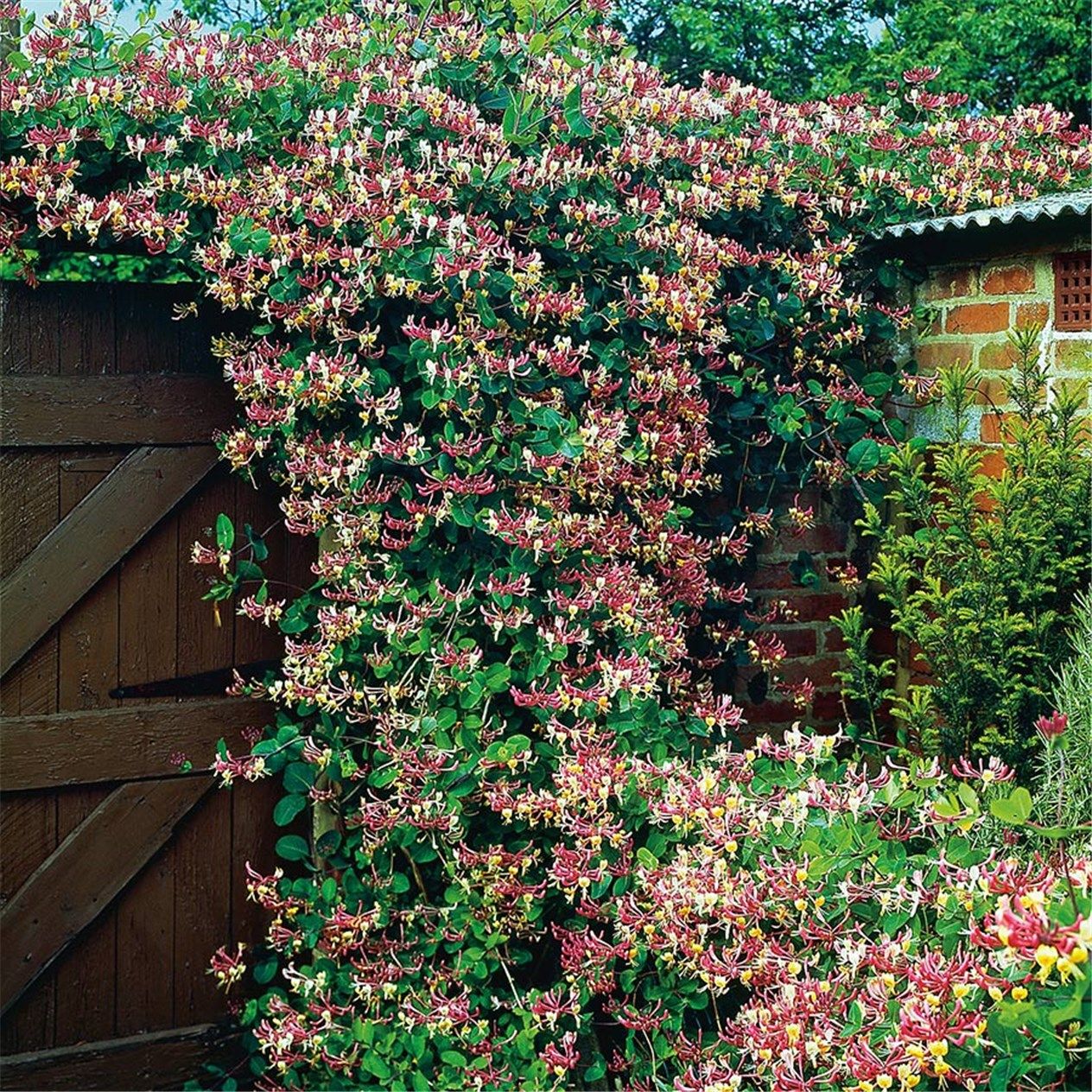 Декоративные лианы в саду - прекрасное решение для вашего участка