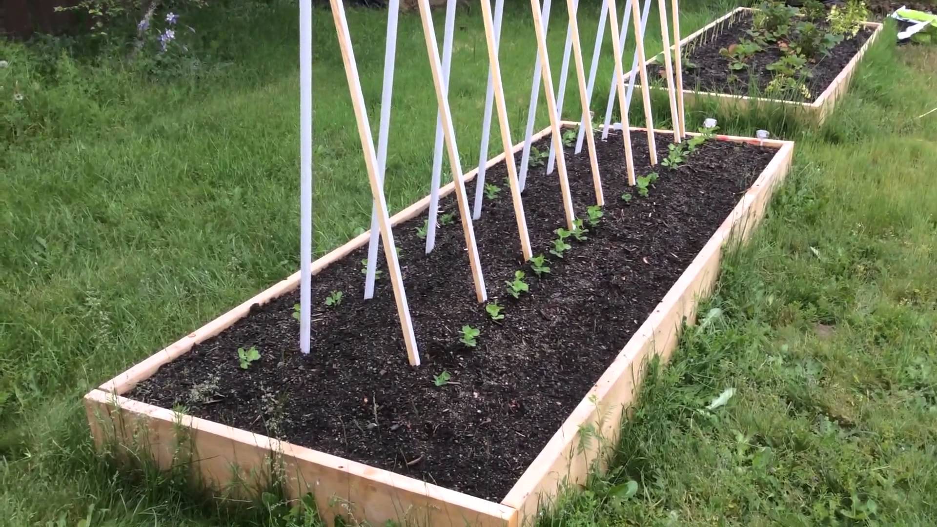 Посадка зеленого гороха: наслаждение естественным ростом