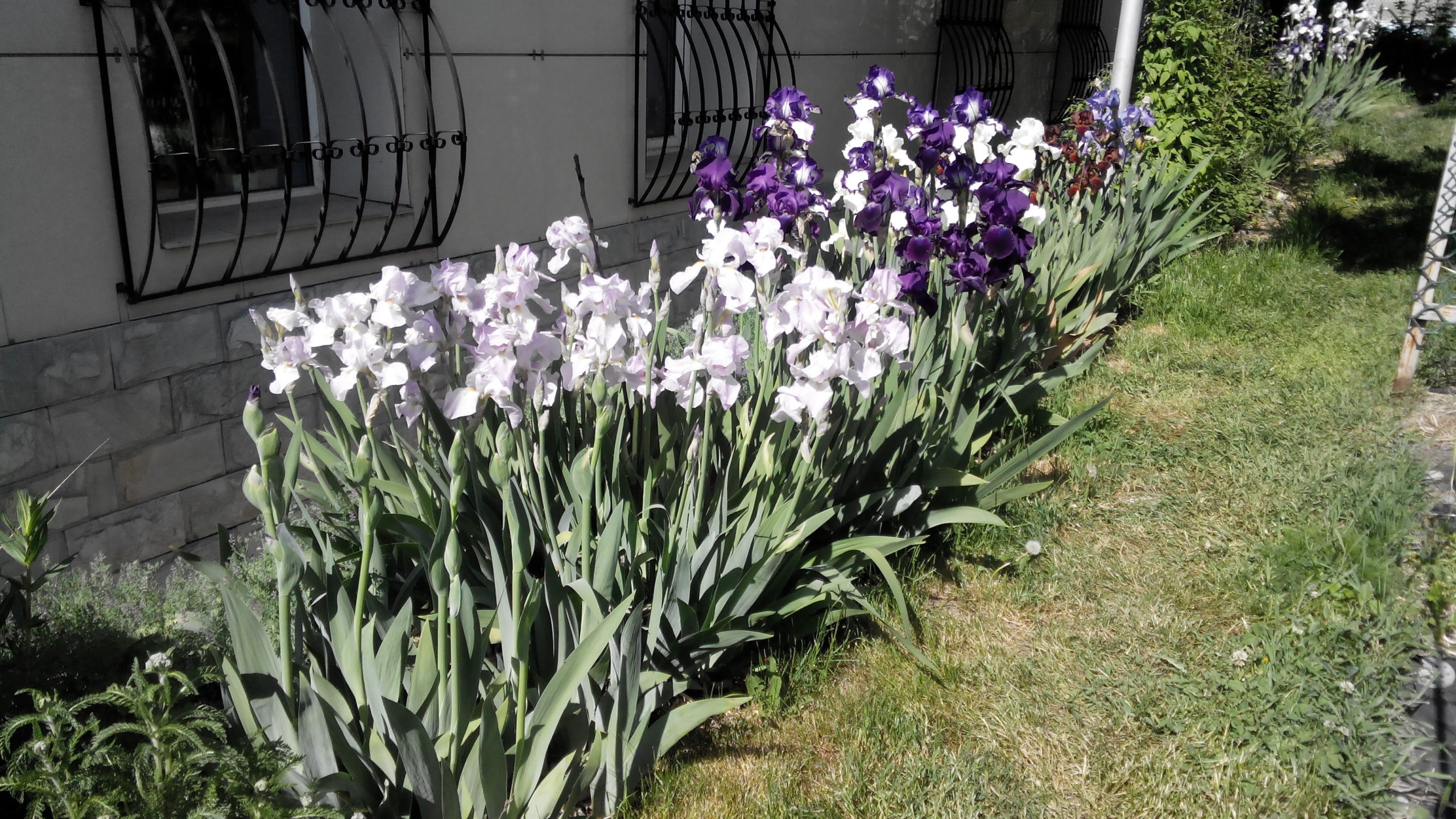 Высокорослые цветы для вашего сада