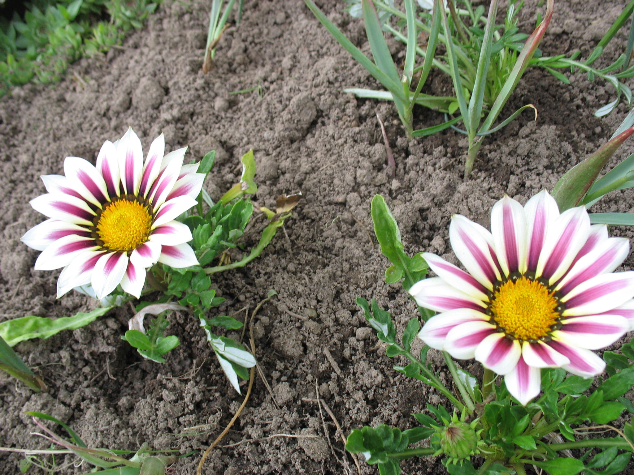 Выращивание и уход за гацанией