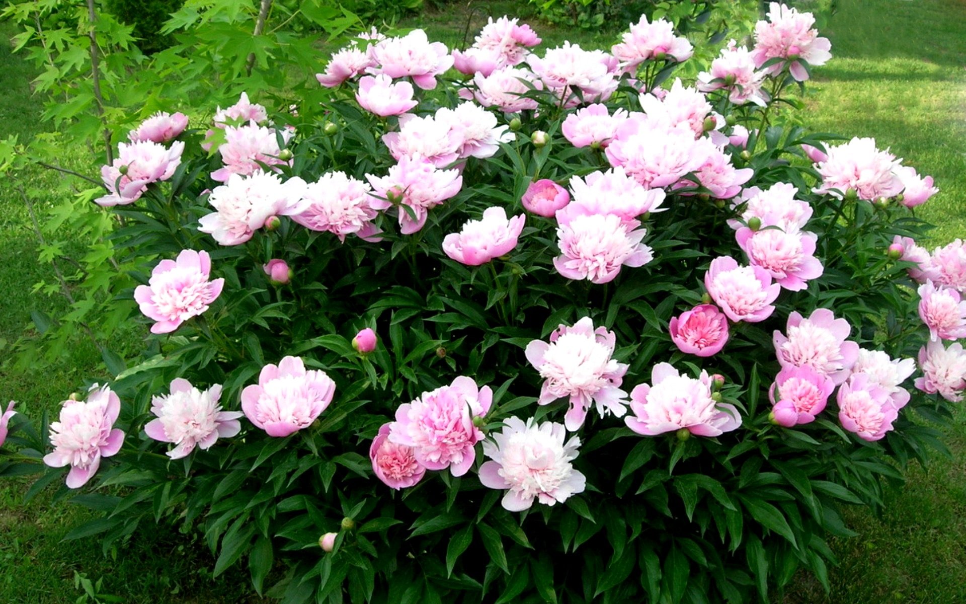Выращивание и уход за пионами