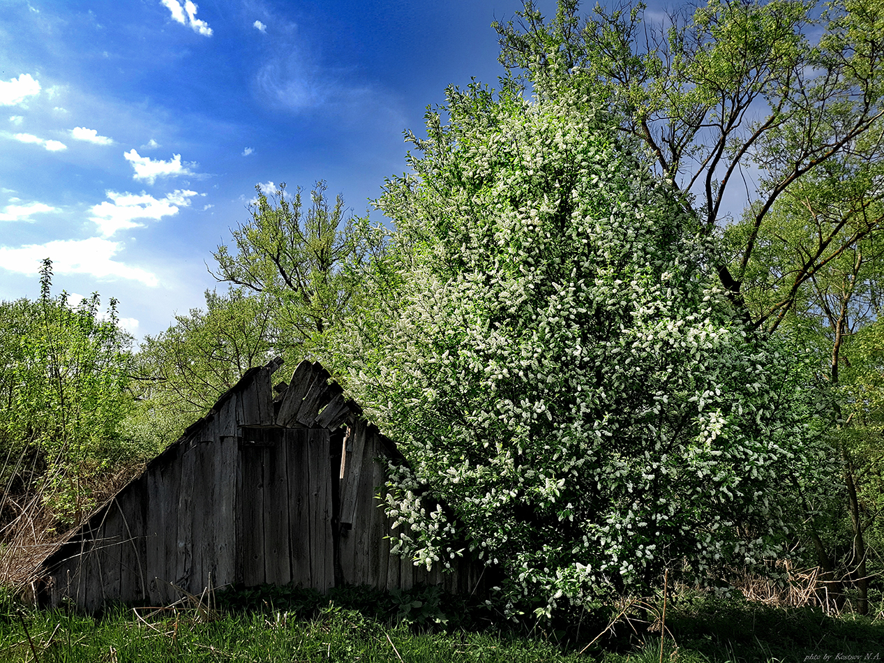 Выращивание черемухи черной: секреты и особенности