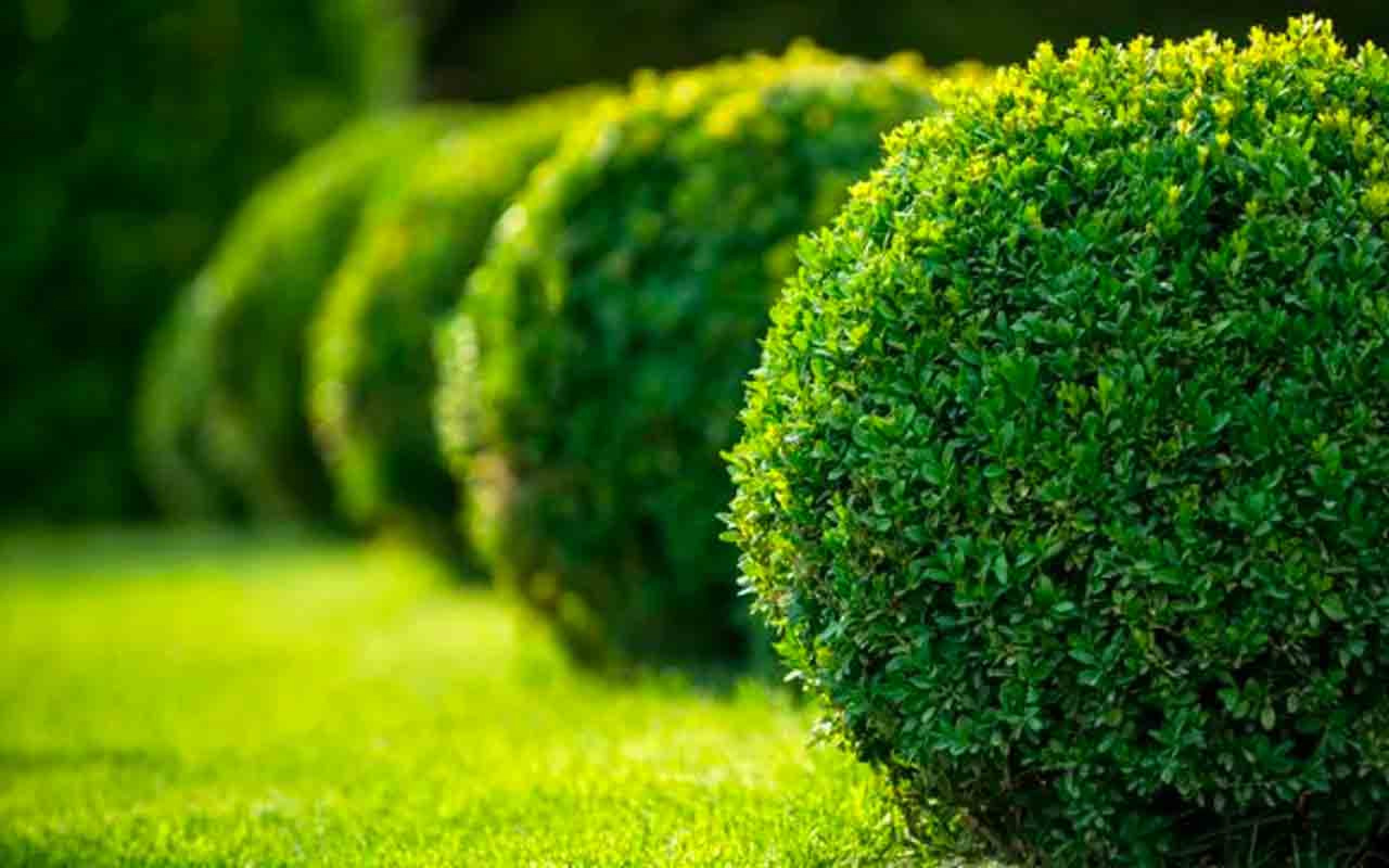 Вечнозеленые кустарники для сада: создание красивого и уютного уголка природы