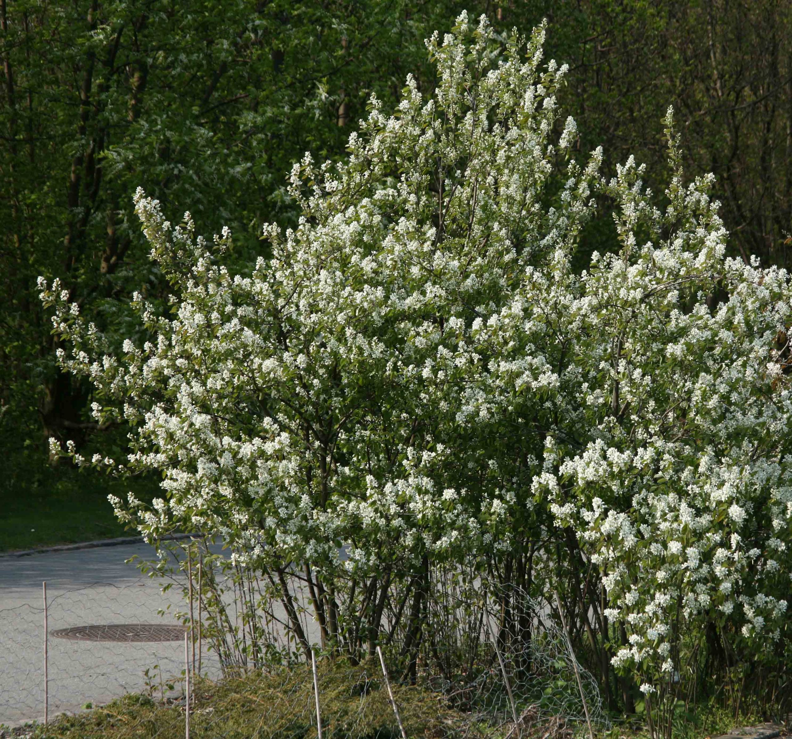 Выращивание и уход за иргой: секреты успешного садоводства