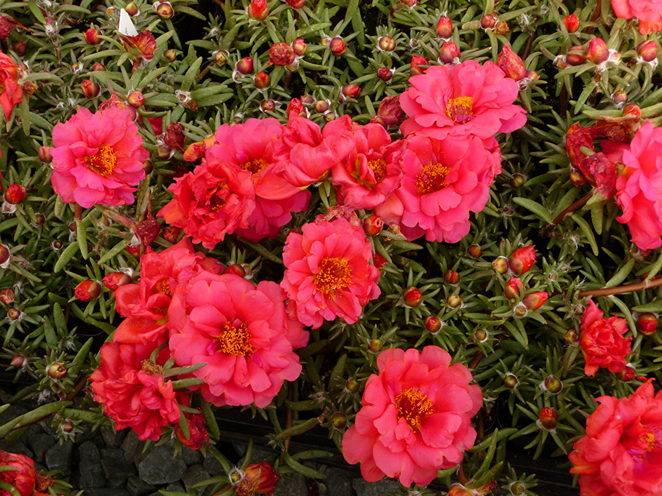 Посадка и уход за портулаком