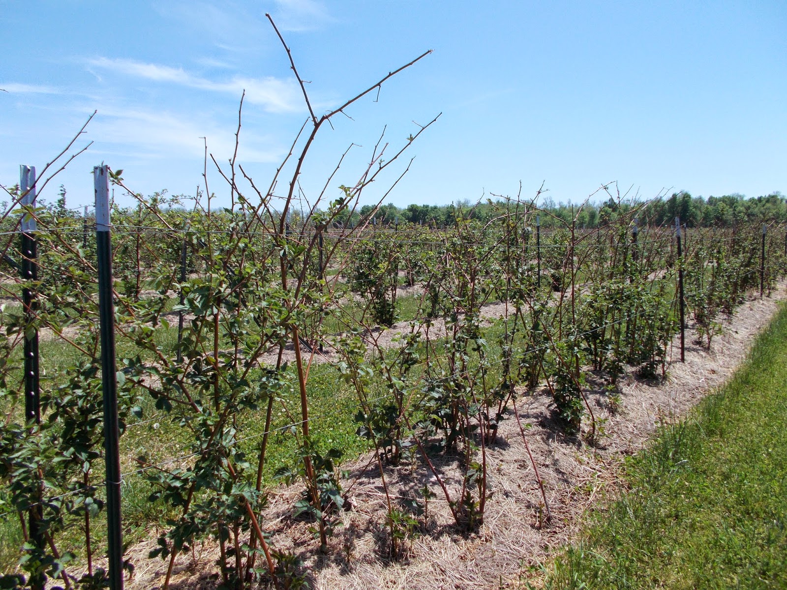Выращивание ежевики без шипов: советы и рекомендации