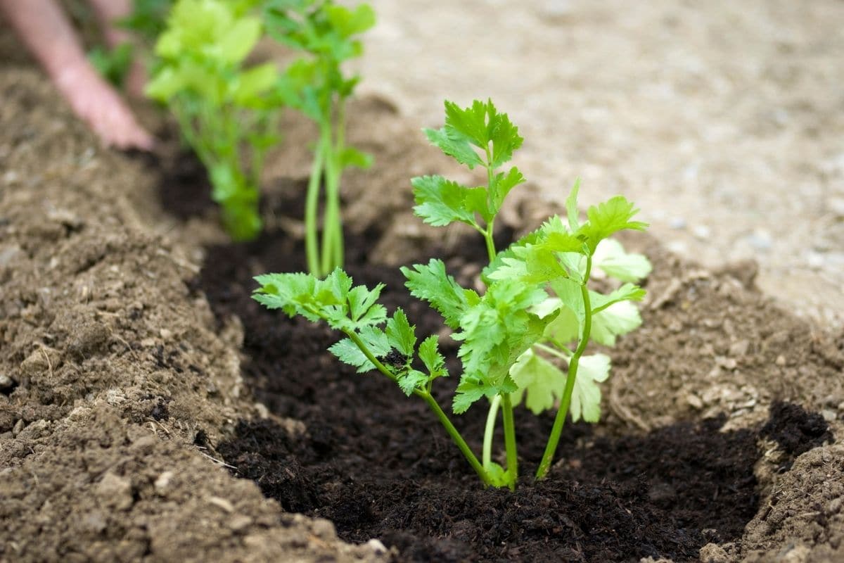 Выращивание корневой петрушки
