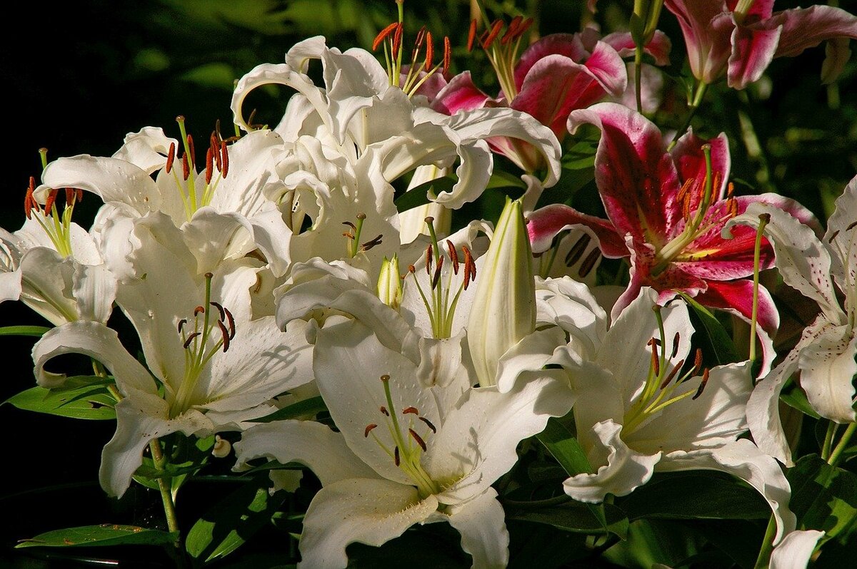 Лилии в ландшафтном дизайне