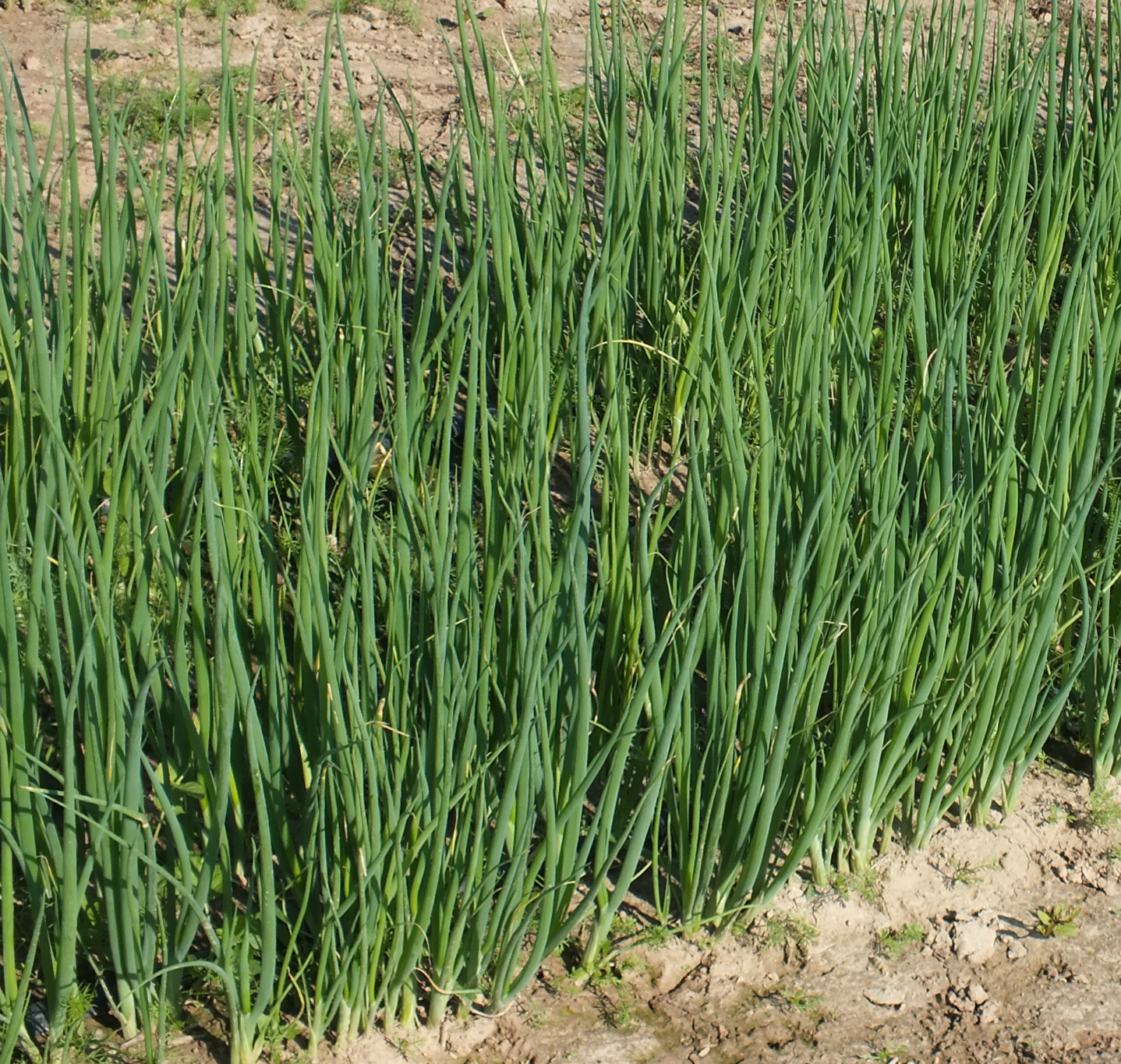 Выращивание многолетнего лука