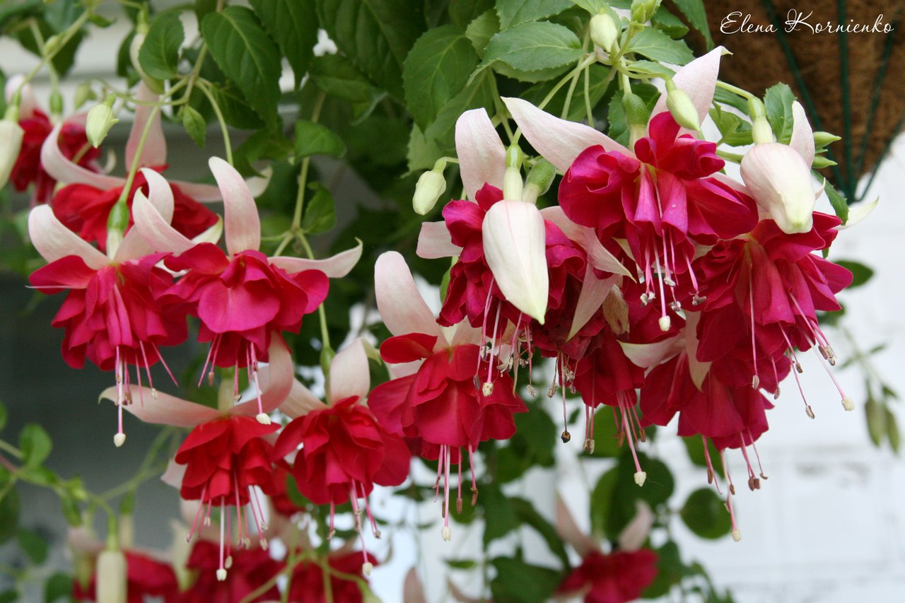 Садовые ампельные растения на даче