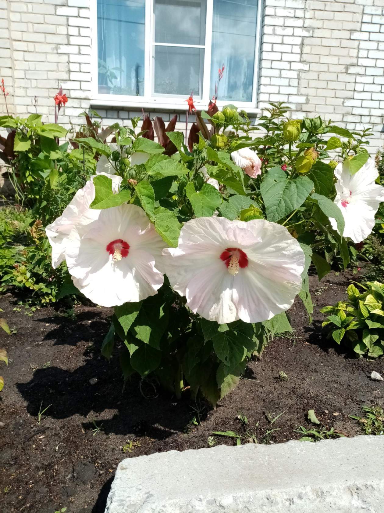 Посадка и уход за гибискусом в открытом грунте