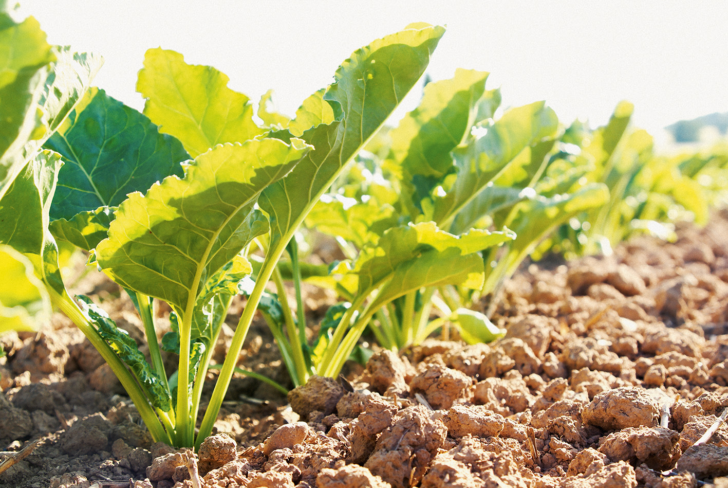 Выращивание и уход за сахарной свеклой