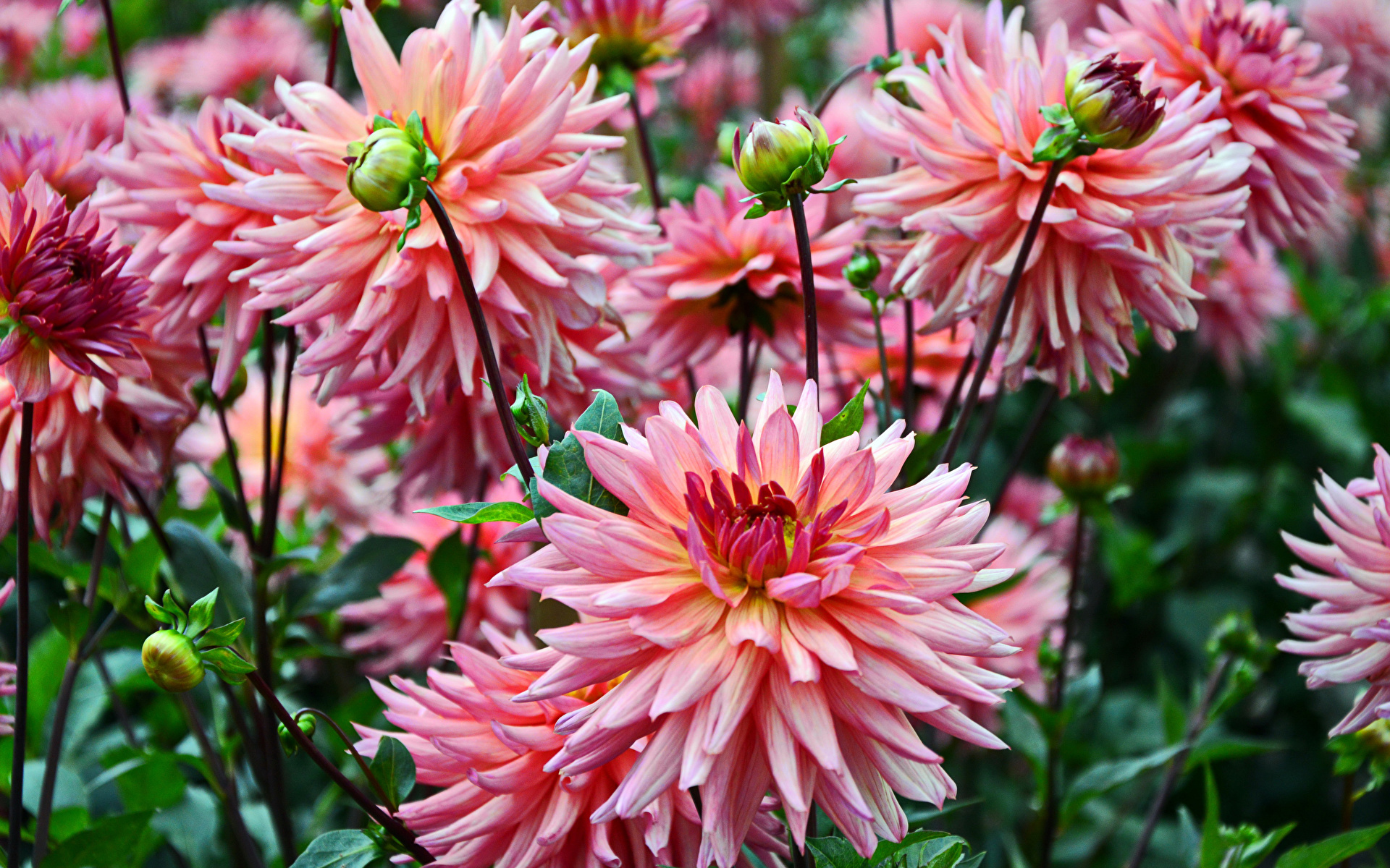 Посадка георгинов весной: красота, разнообразие и легкость ухода