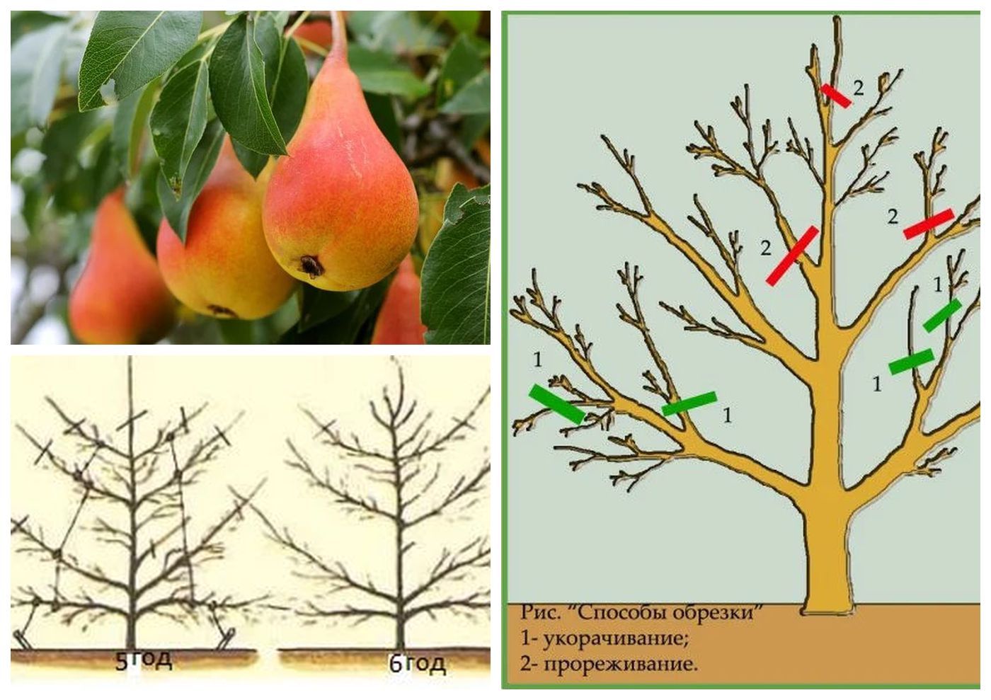 Обрезка груши: как достичь здорового роста и богатого урожая