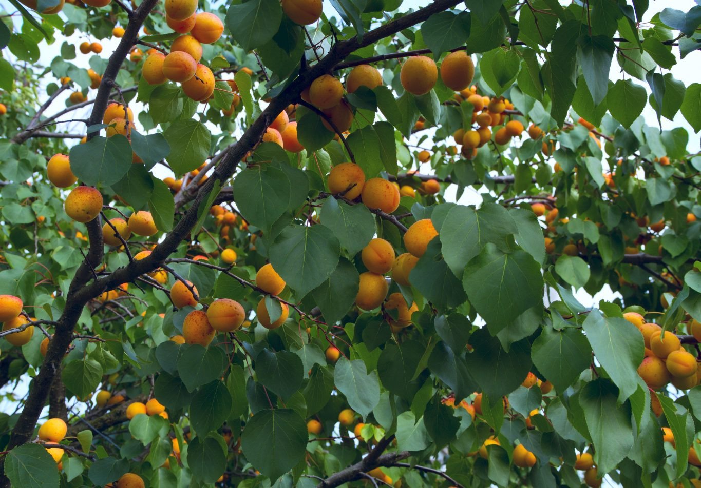 Выращивание и уход за абрикосом