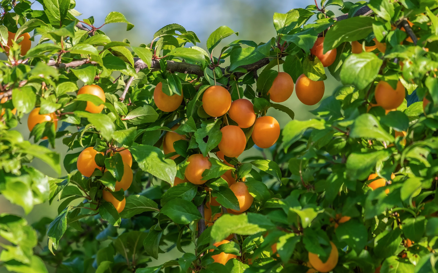 Уход за абрикосом: секреты успешного выращивания