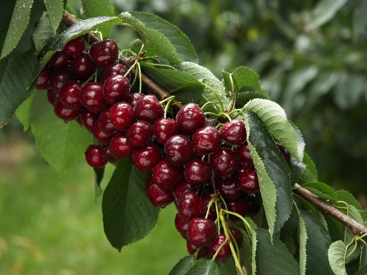 Посадка и уход за вишней: секреты успешного садоводства