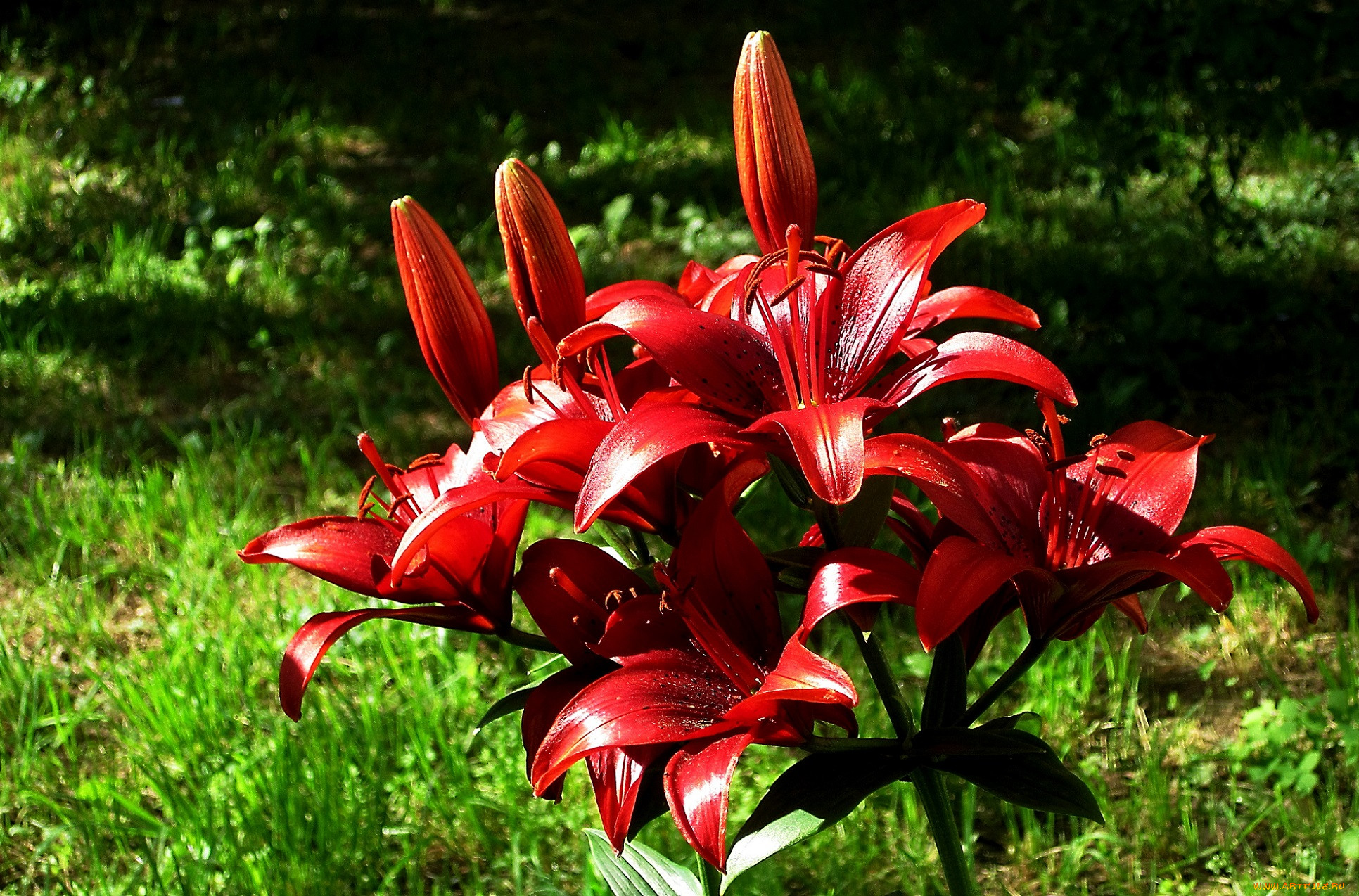 Лилии в ландшафтном дизайне