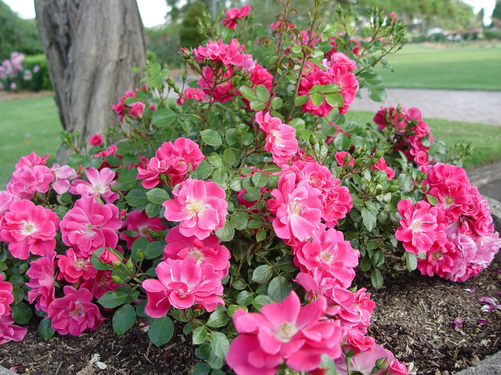 Выращивание и уход за почвопокровными розами