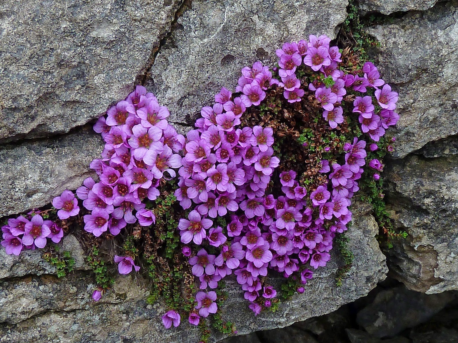 Почвопокровные растения для сада: добавляем цвет и красоту в свое пространство