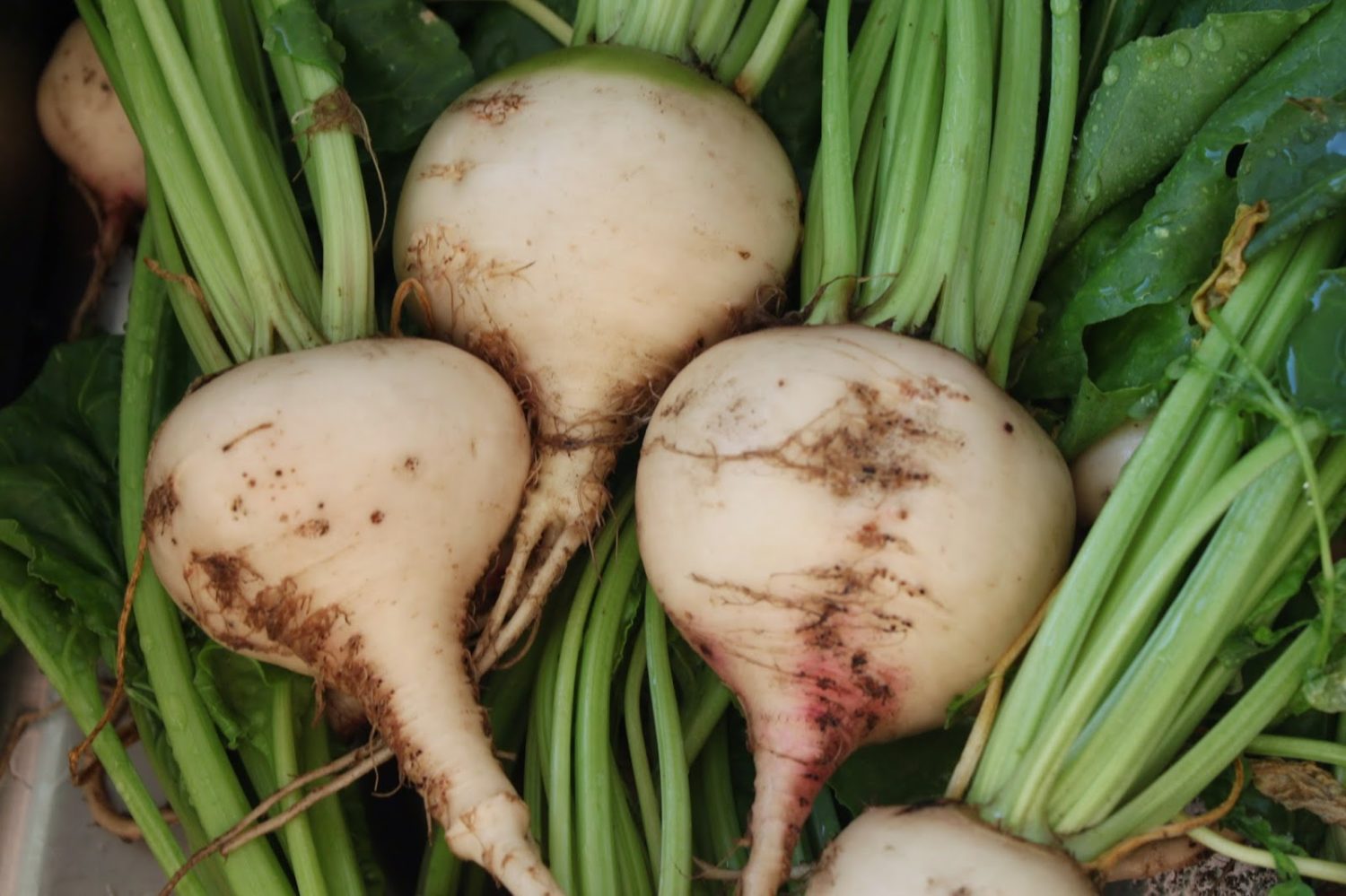 Выращивание и уход за сахарной свеклой