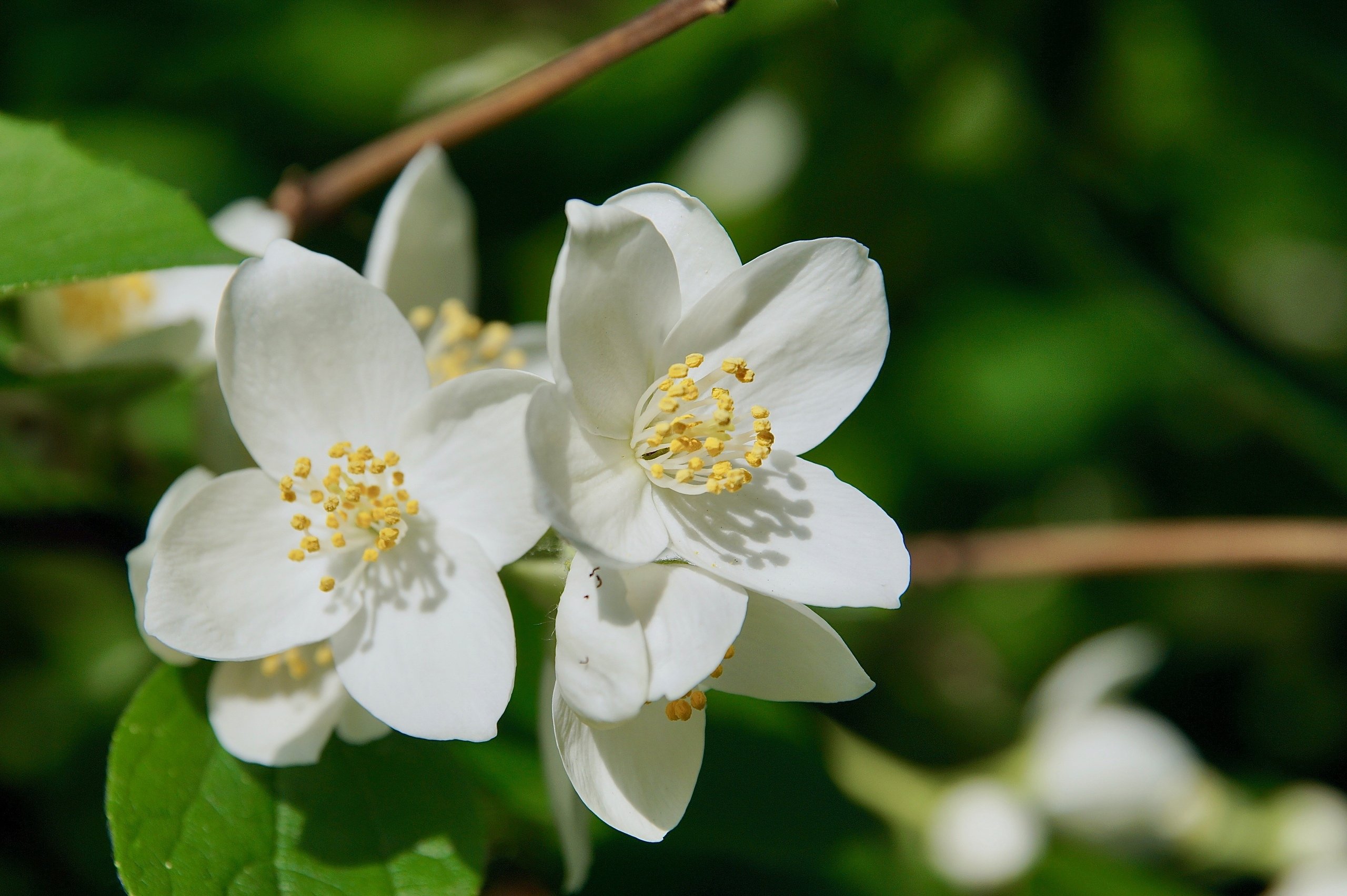 Выращивание душистых цветов в саду. Фото