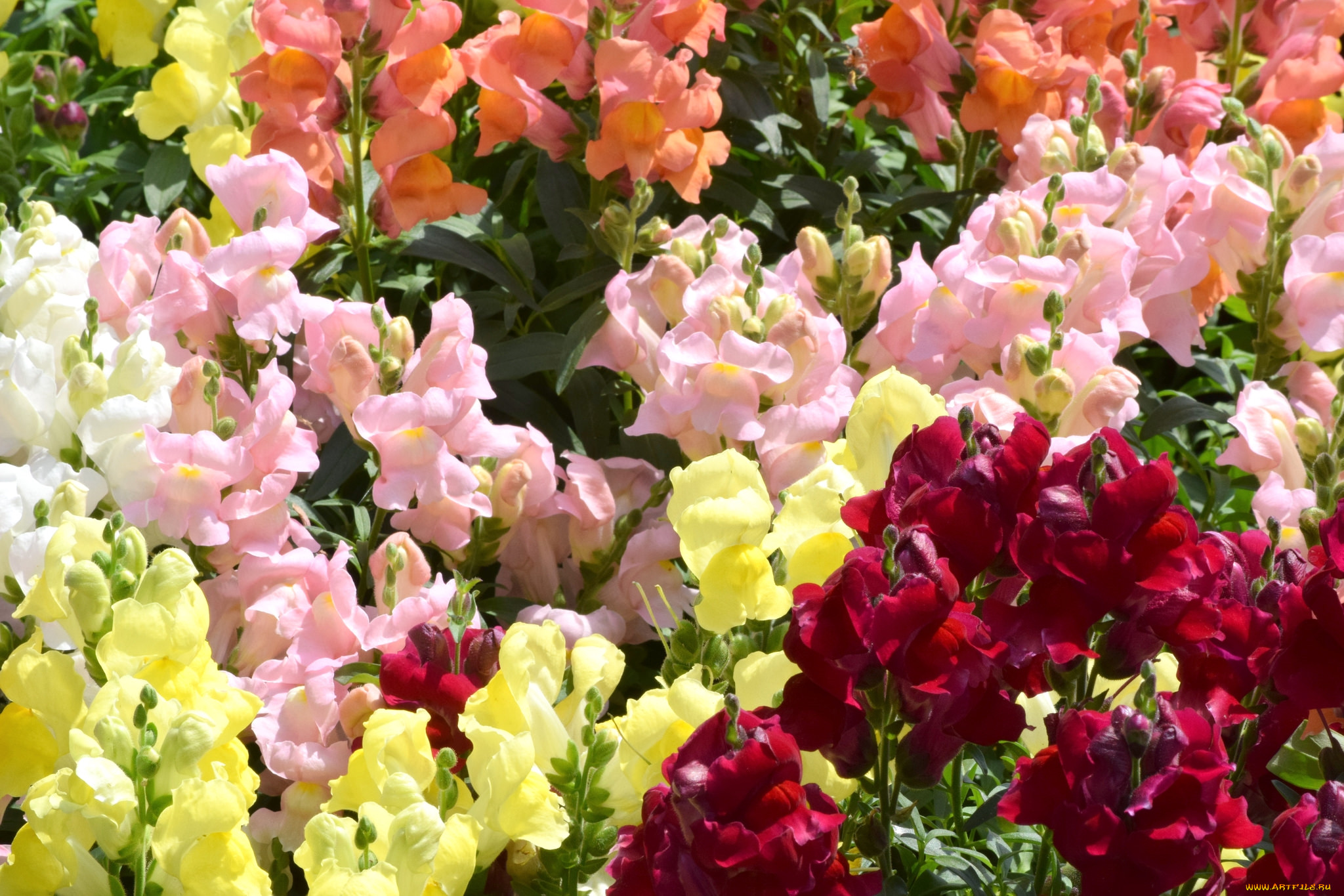 Выращивание и уход за львиным зевом