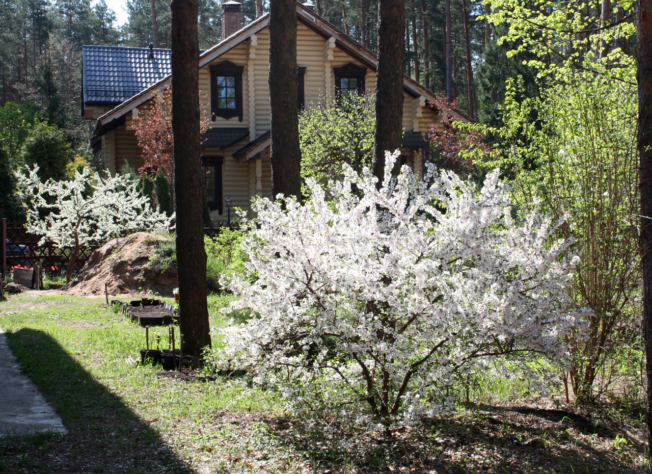 Вишня войлочная - красавица сада