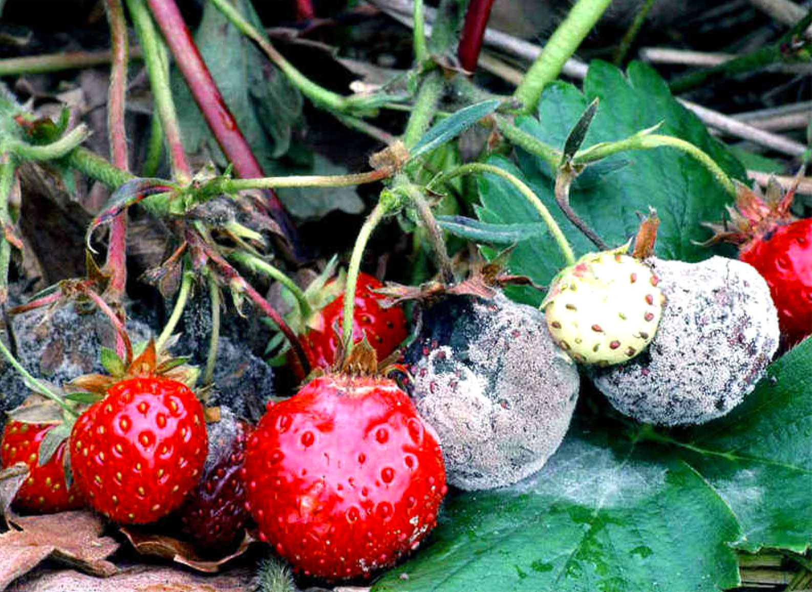 Выращивание и уход за ремонтантной клубникой