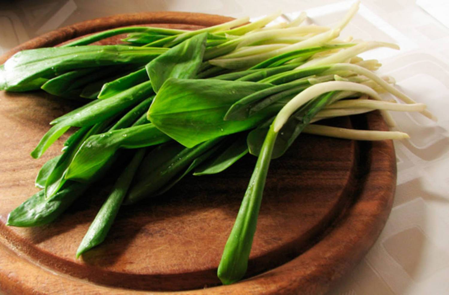 Черемша: уникальные свойства и польза для здоровья