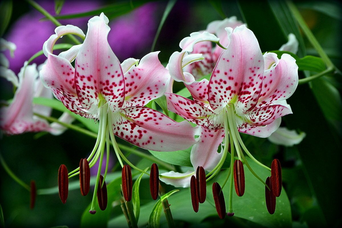 Лилии в ландшафтном дизайне