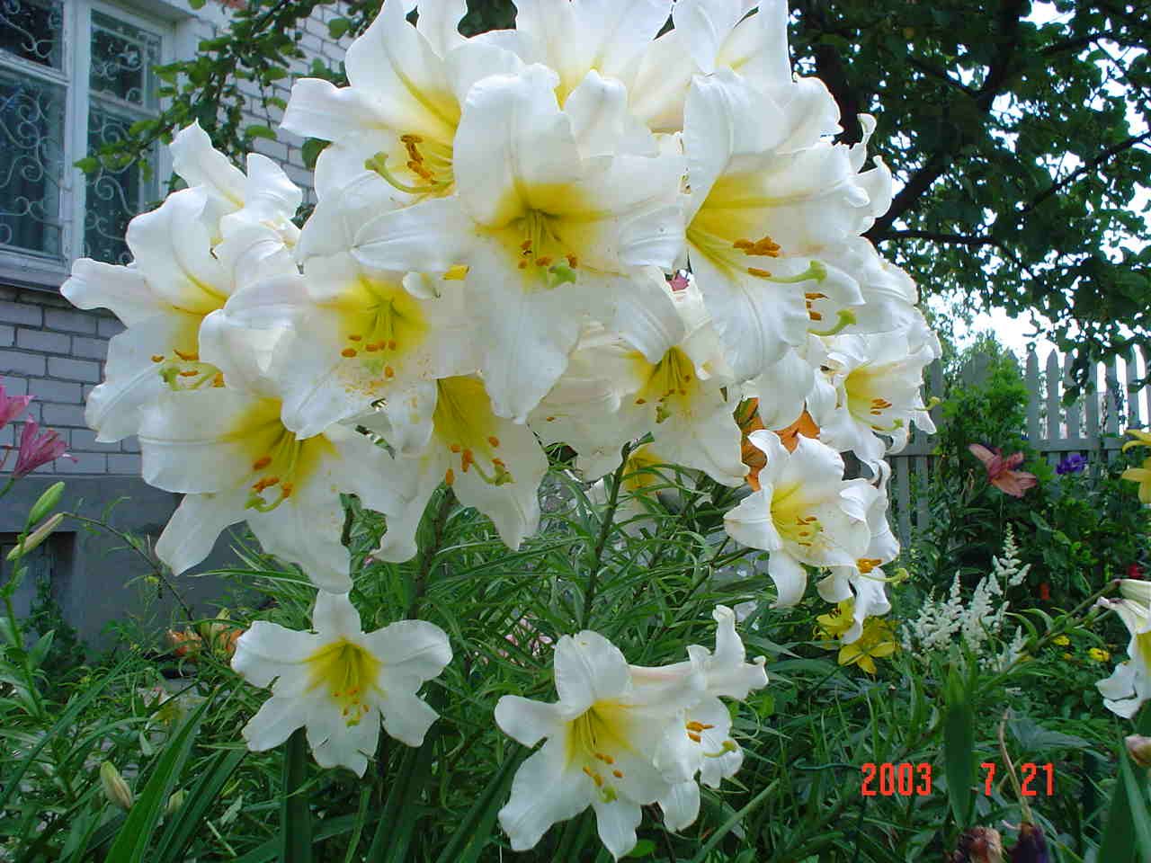 Высокорослые цветы для вашего сада