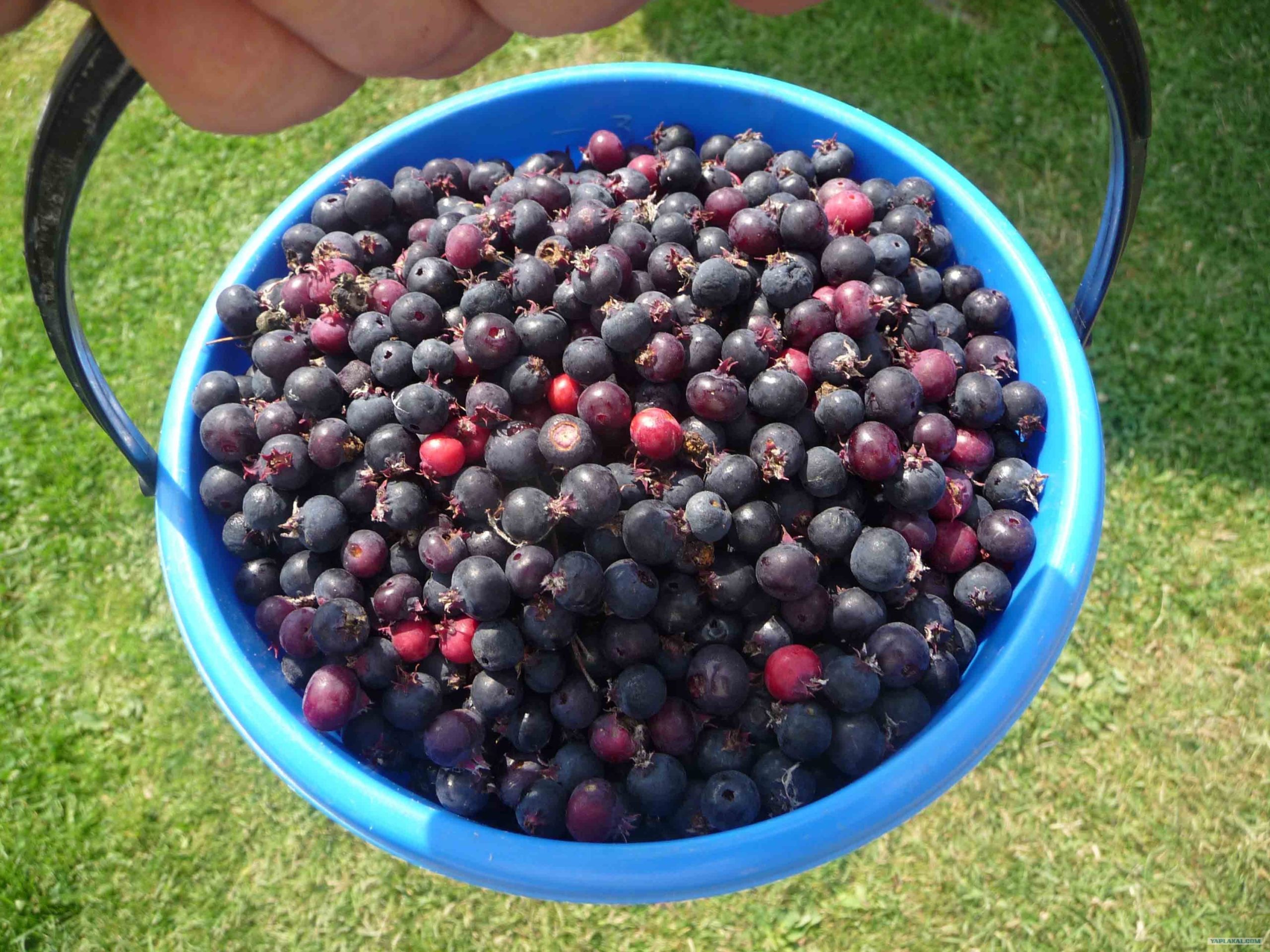 Выращивание и уход за иргой: секреты успешного садоводства