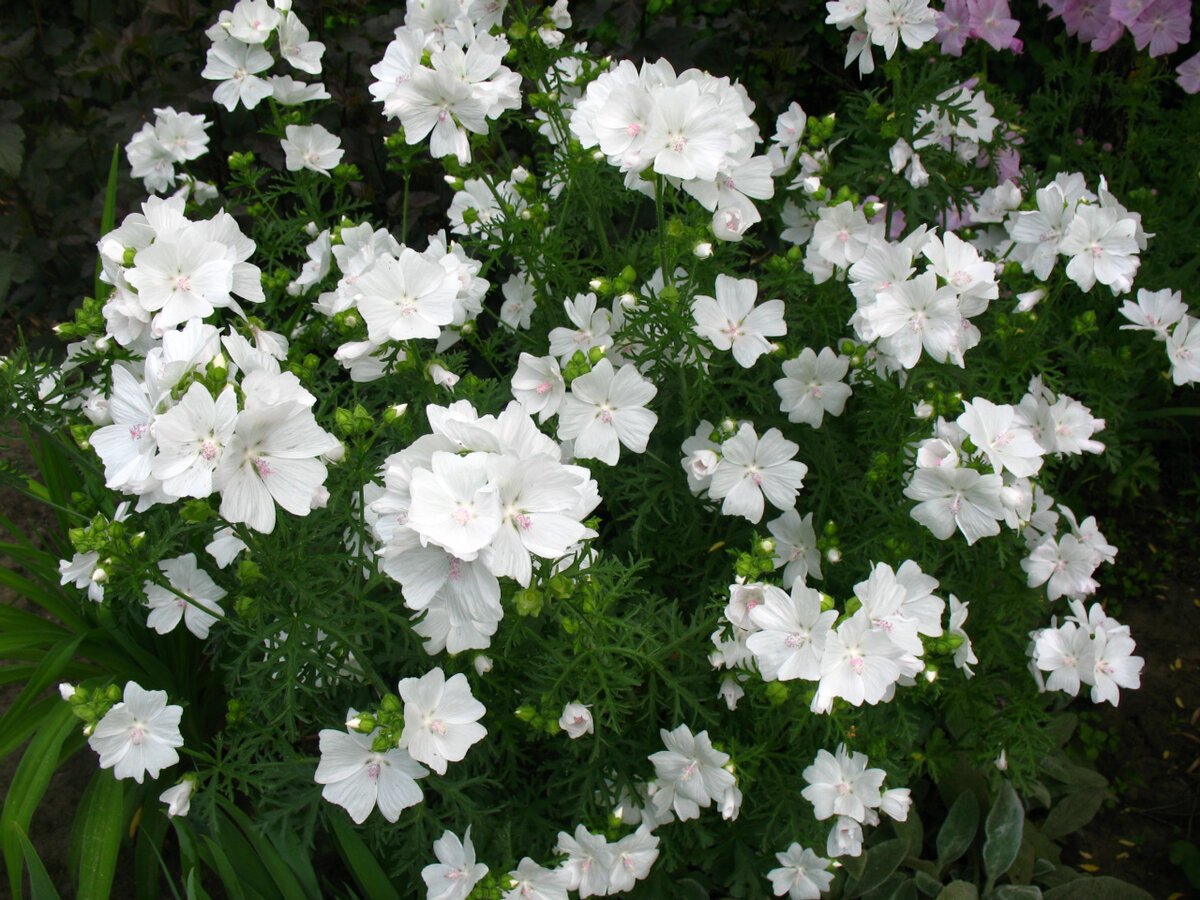 Мальва в вашем саду: красота и польза