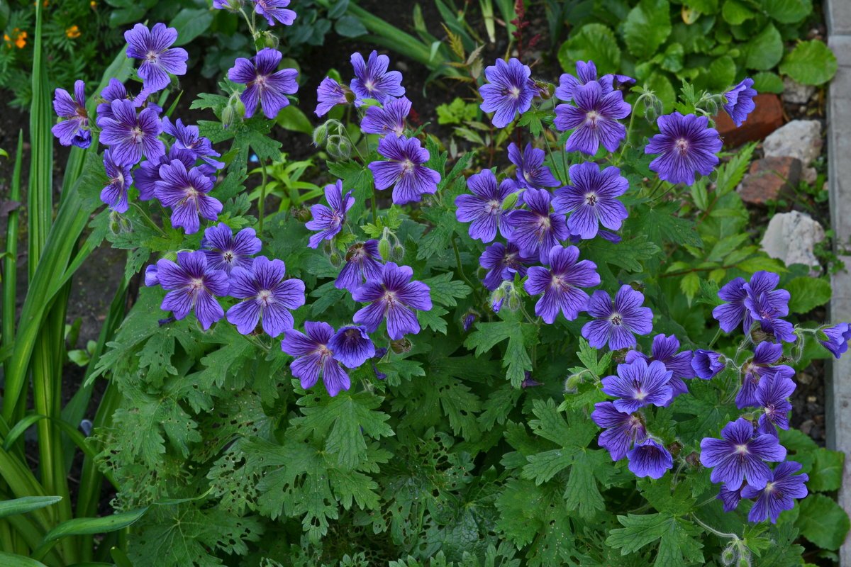 Почему садовая герань не цветет: причины и рекомендации