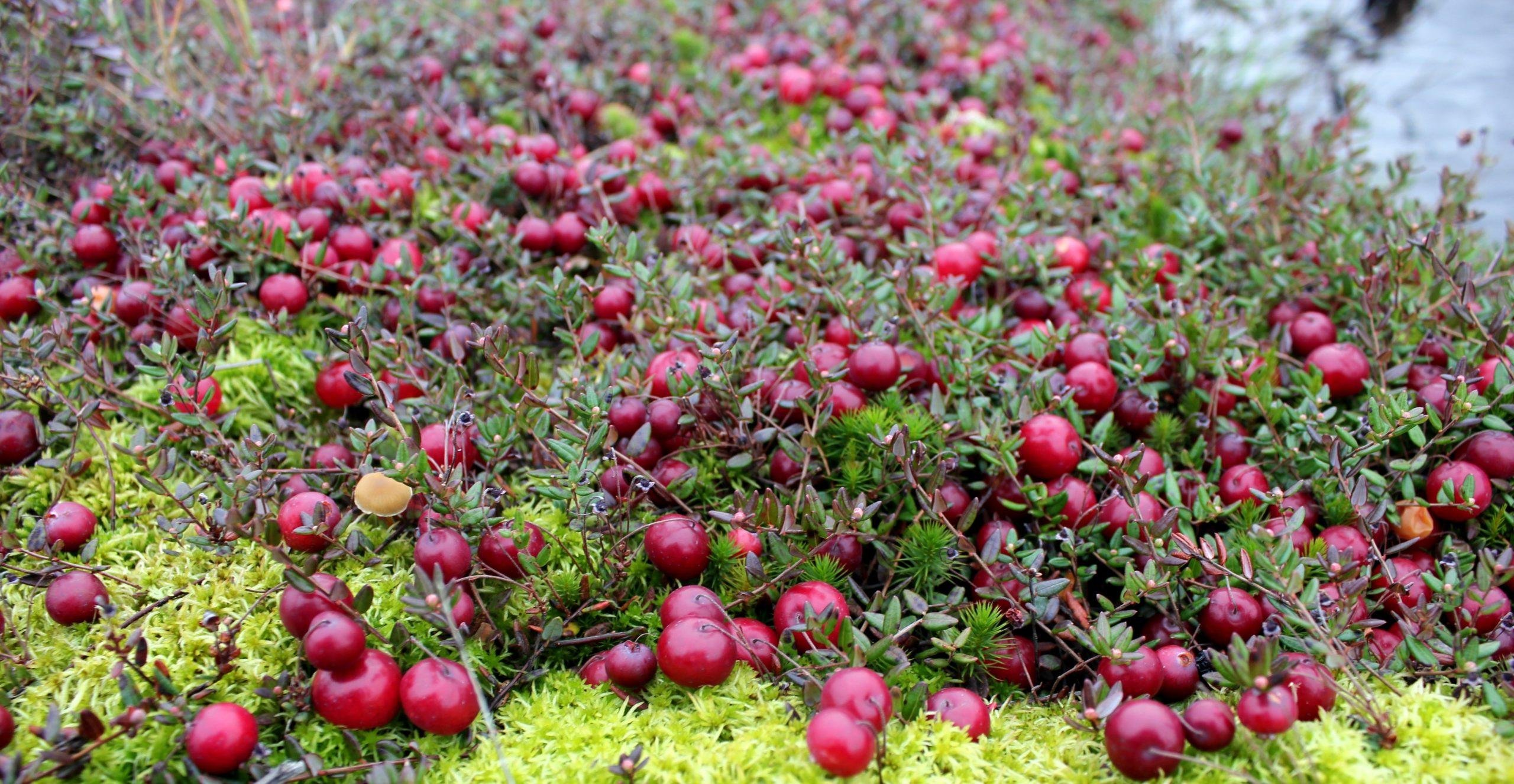 Выращивание садовой клюквы: секреты успешного урожая