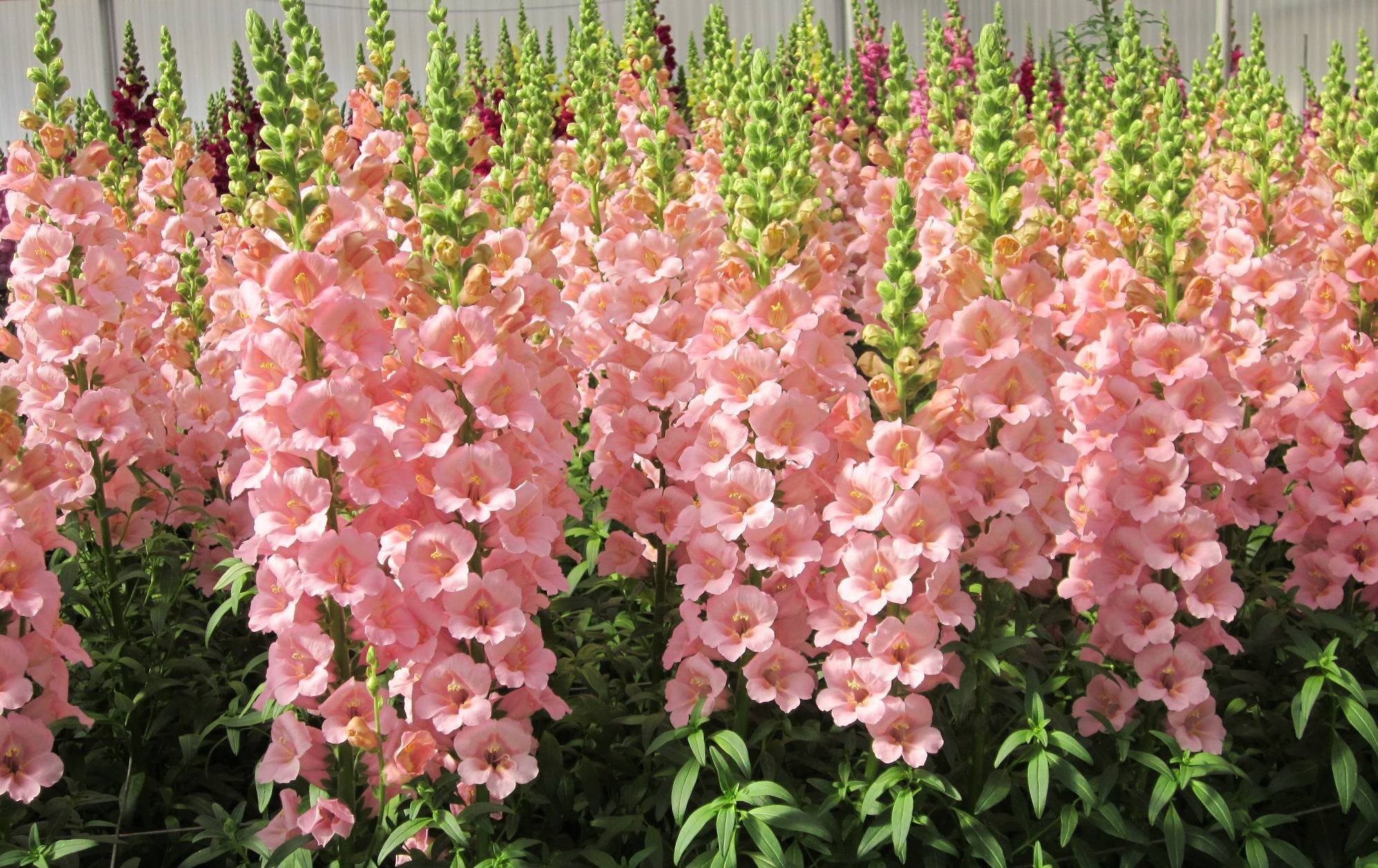 Высокорослые цветы для вашего сада