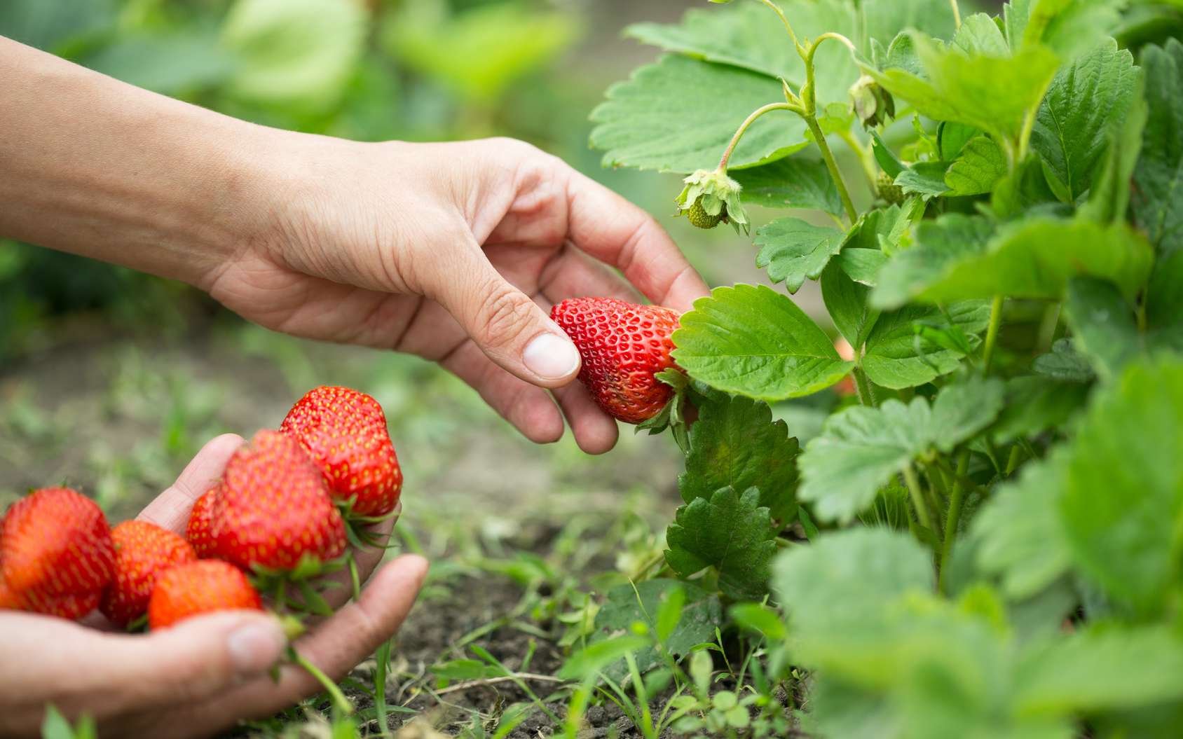Уход за клубникой: секреты обильного урожая