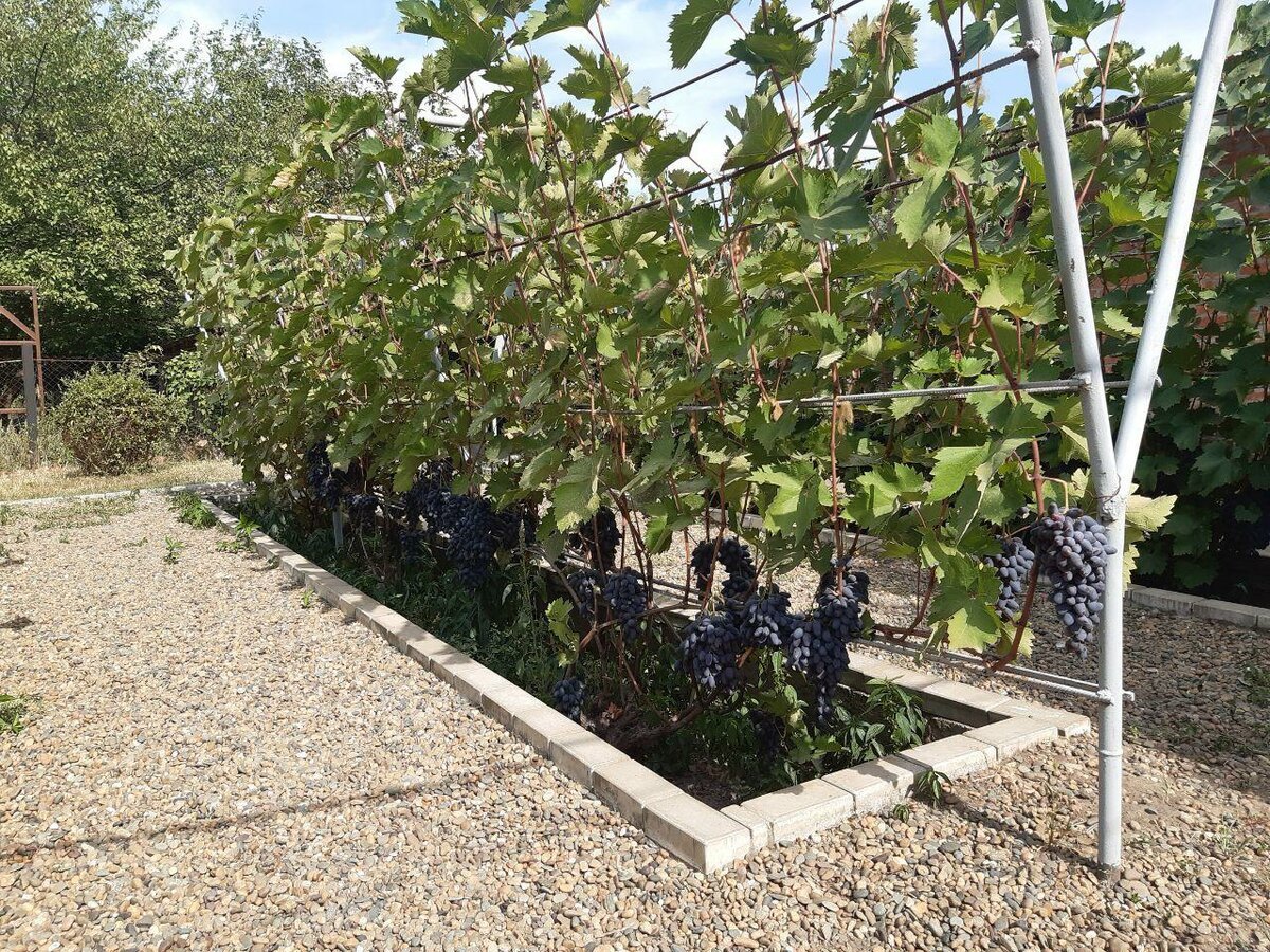 Выбор и подготовка участка под виноград