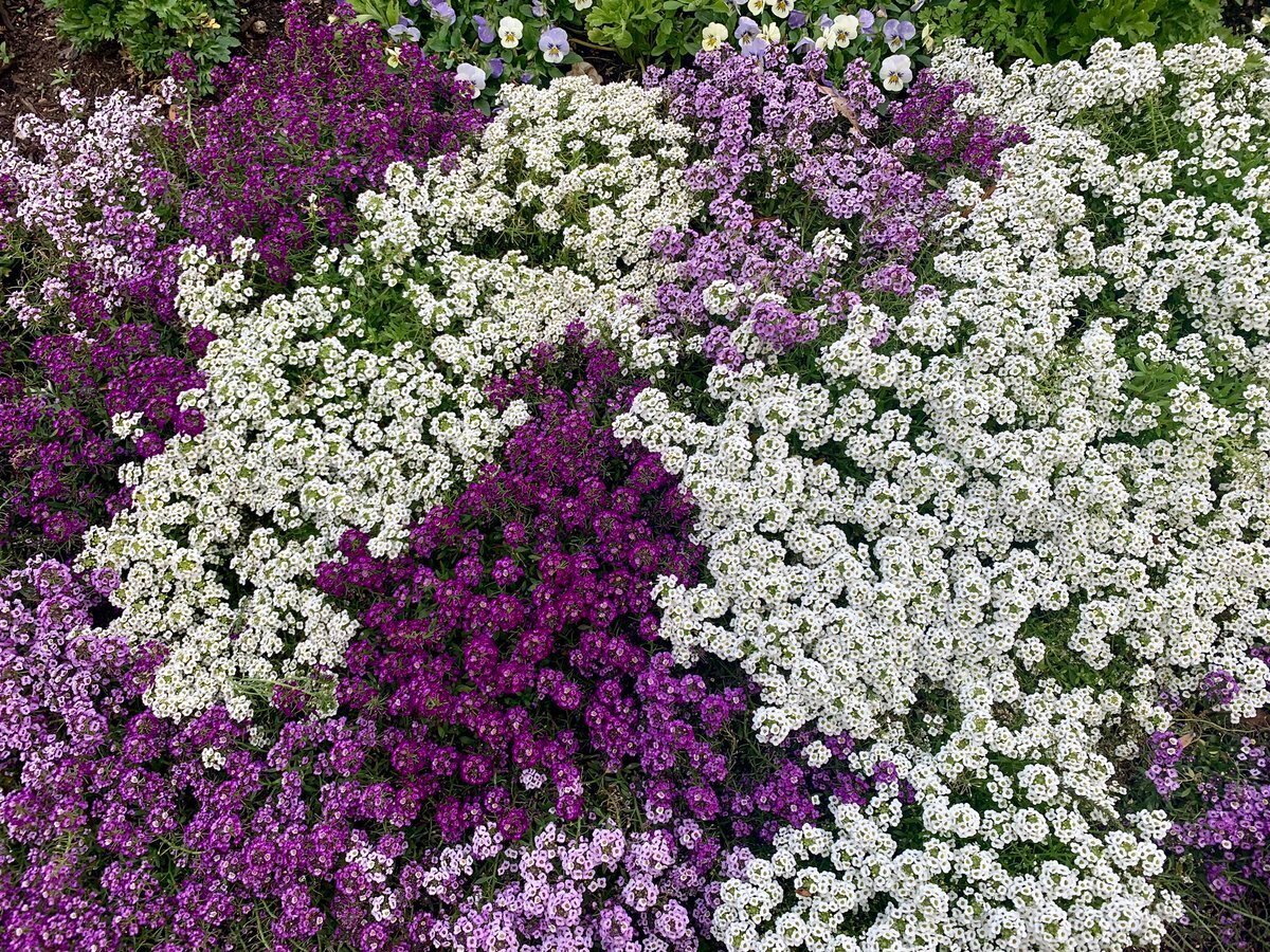 Алиссум - посадка и уход