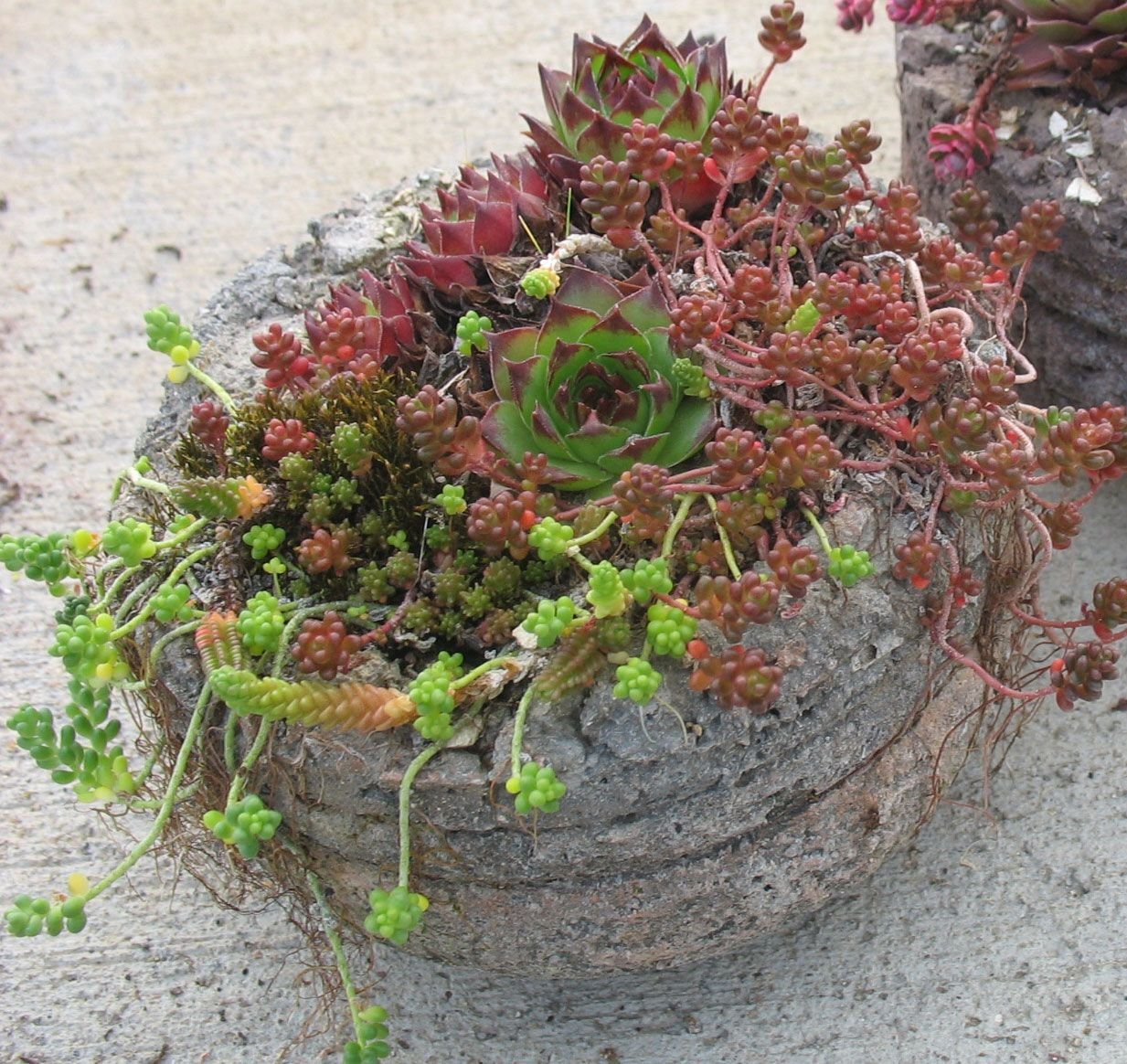 Молодило в ландшафтном дизайне