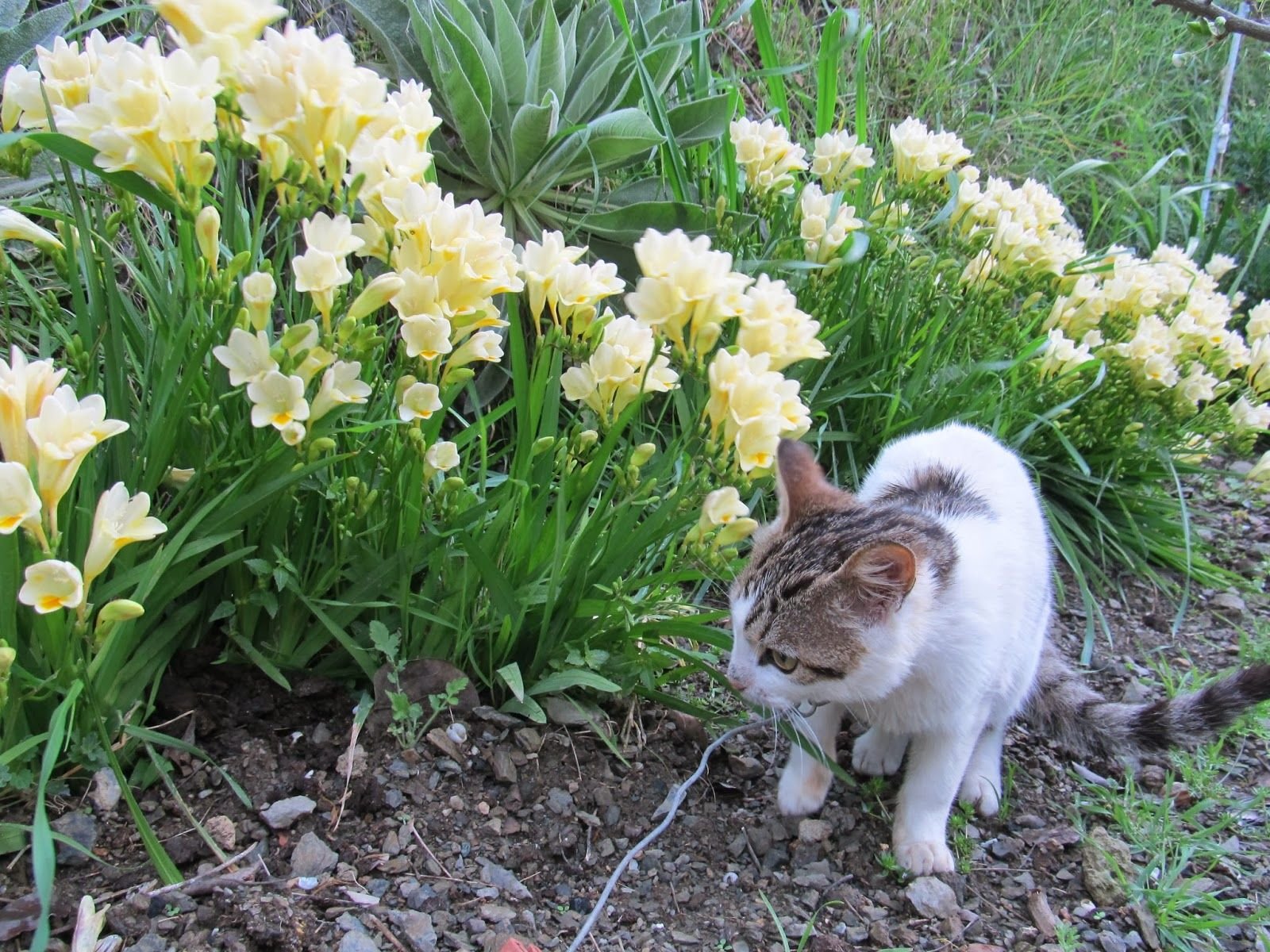 Посадка и уход за фрезией: красота, которую можно вырастить своими руками