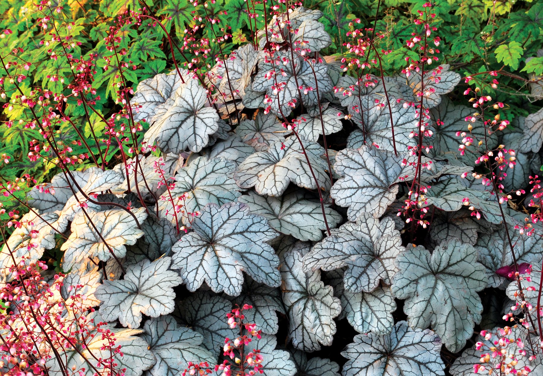 Посадка и выращивание гейхеры